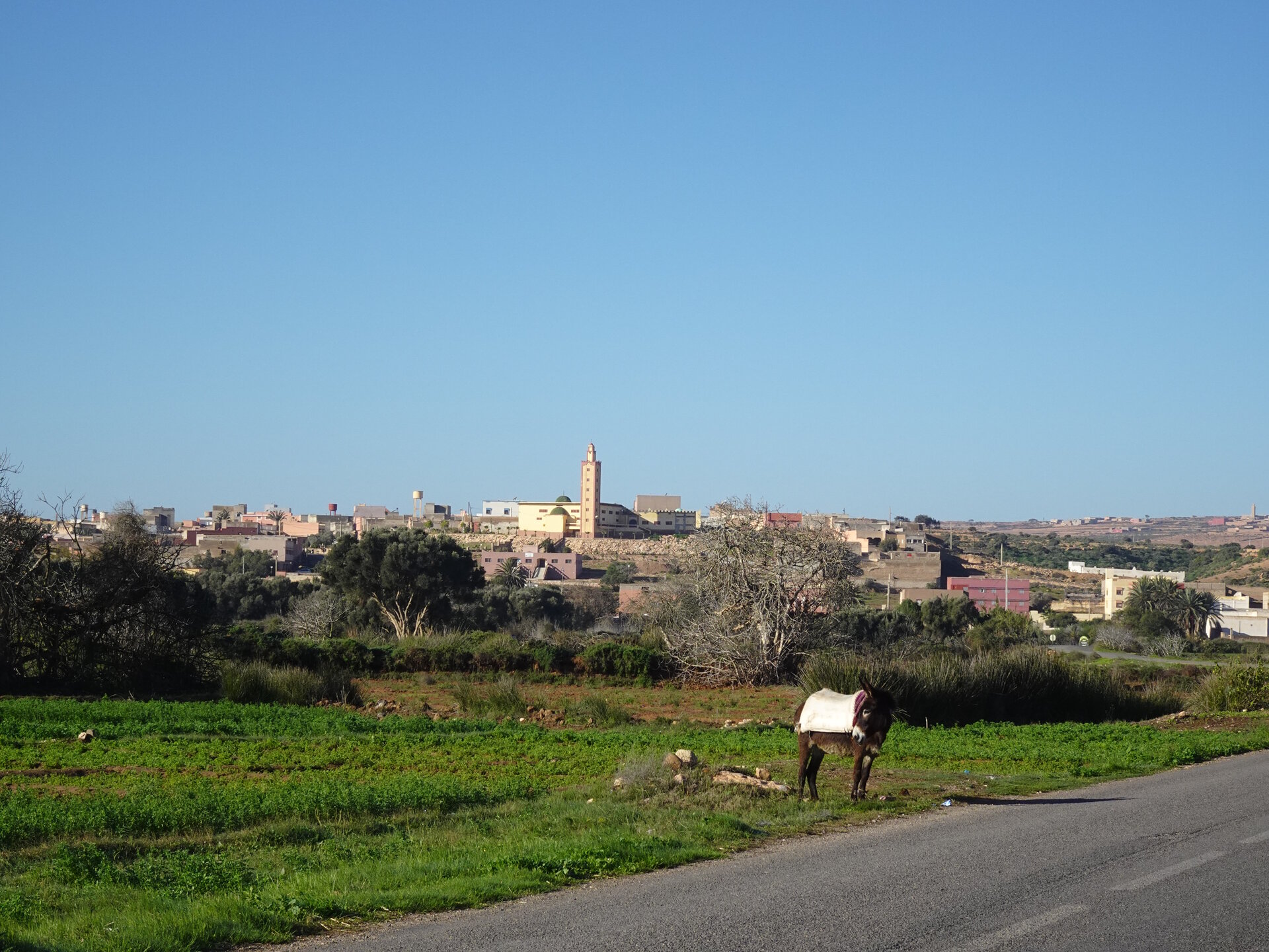 Donkey with mosque in the background