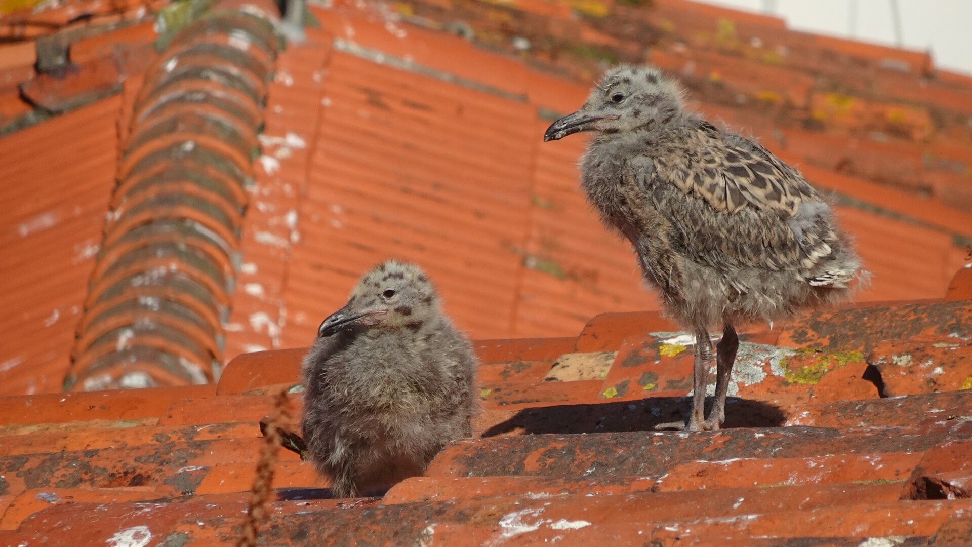 Two downy gull chicks standing on a red tiled roof