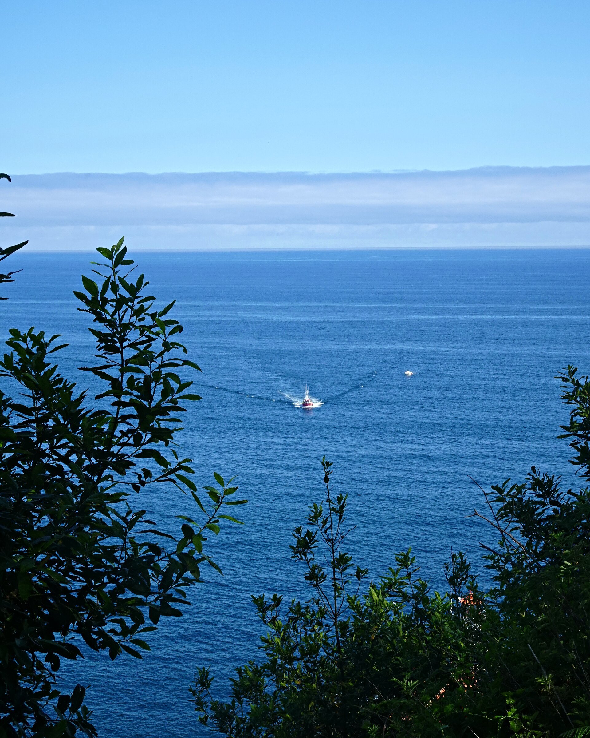 A fishing boat trailing its wake across deep blue sea, seen through trees