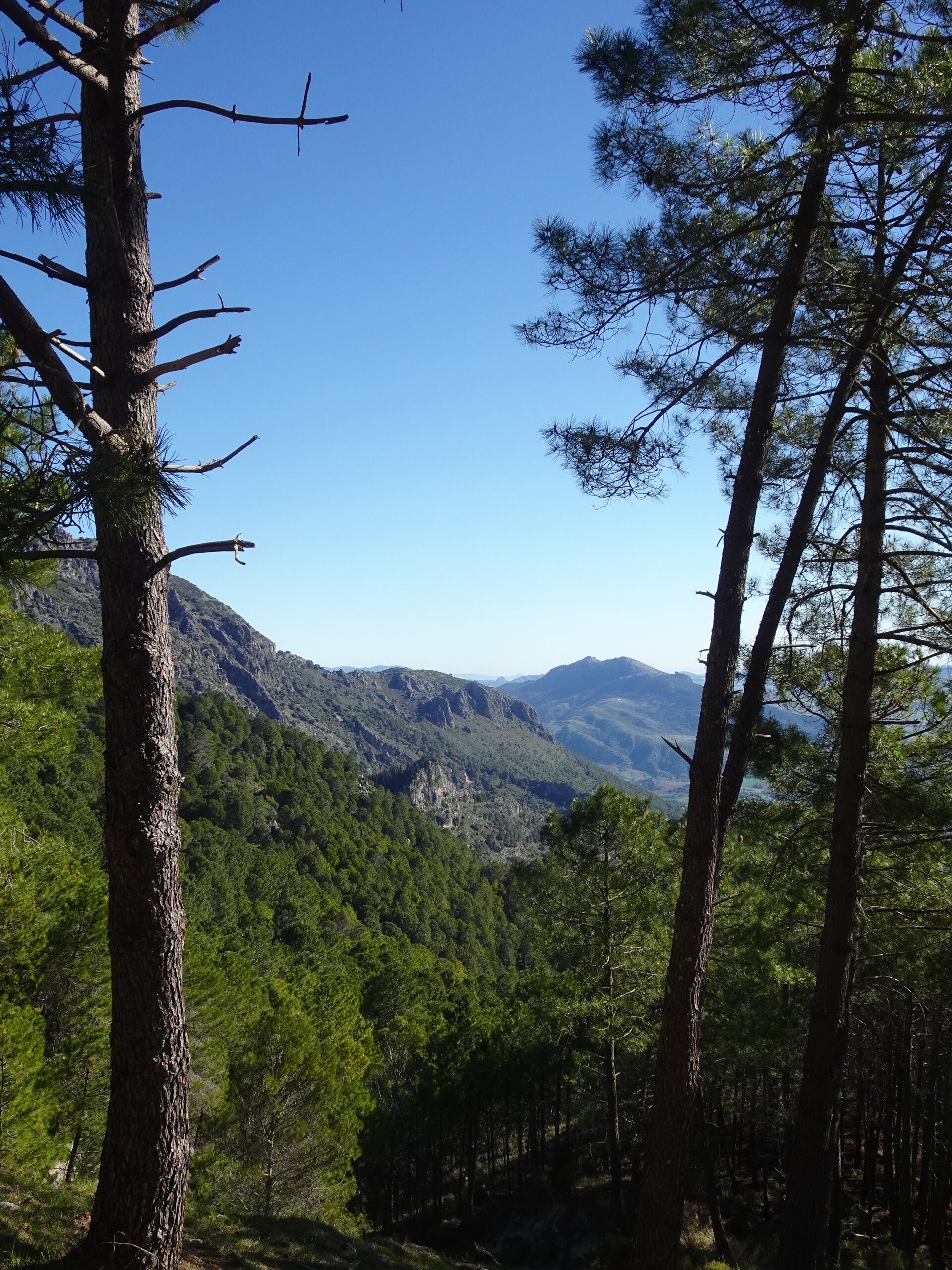 Mountain valley framed by pine trees under blue sky