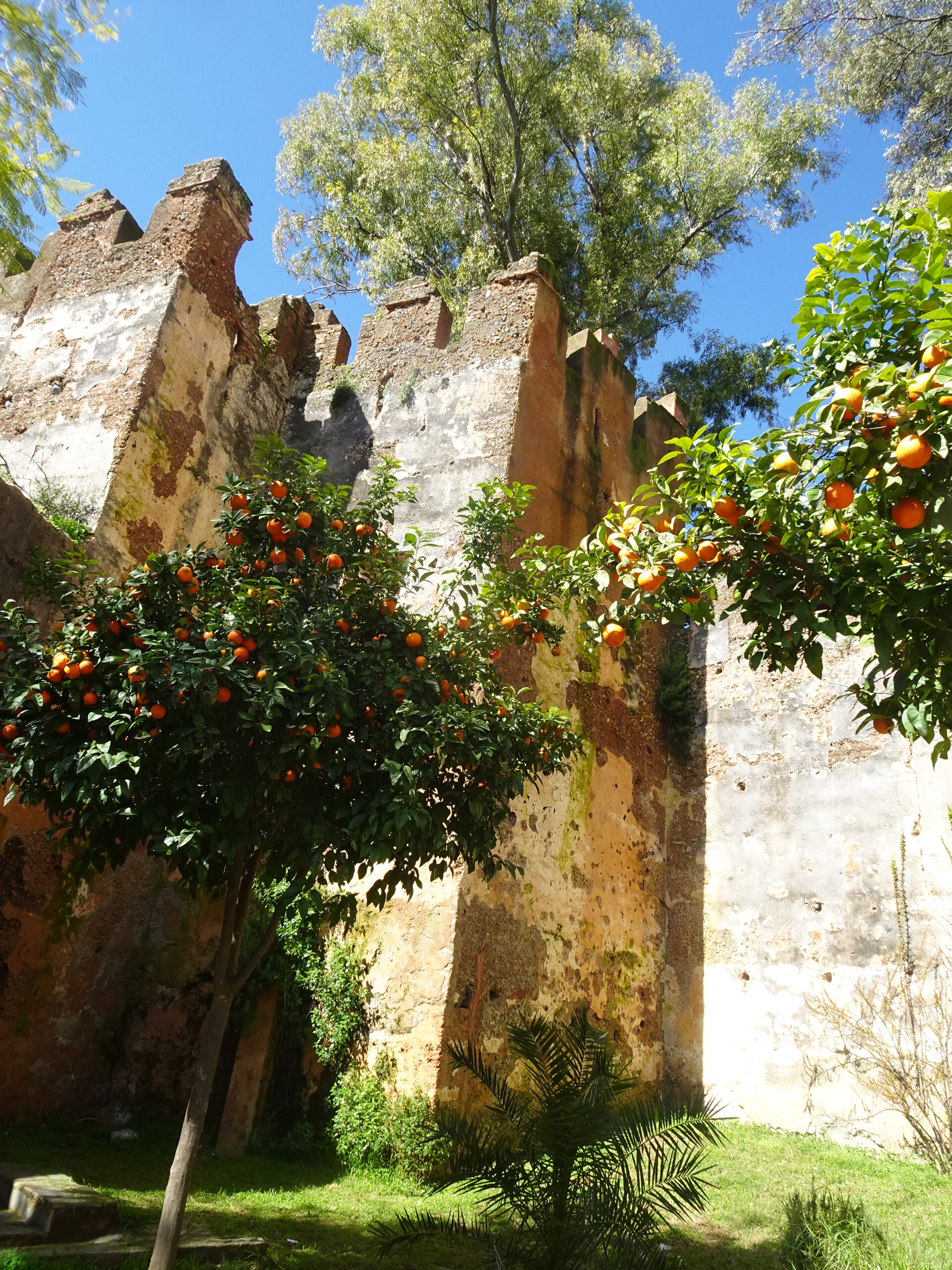 Orange tree beside weathered fortress towers under blue sky