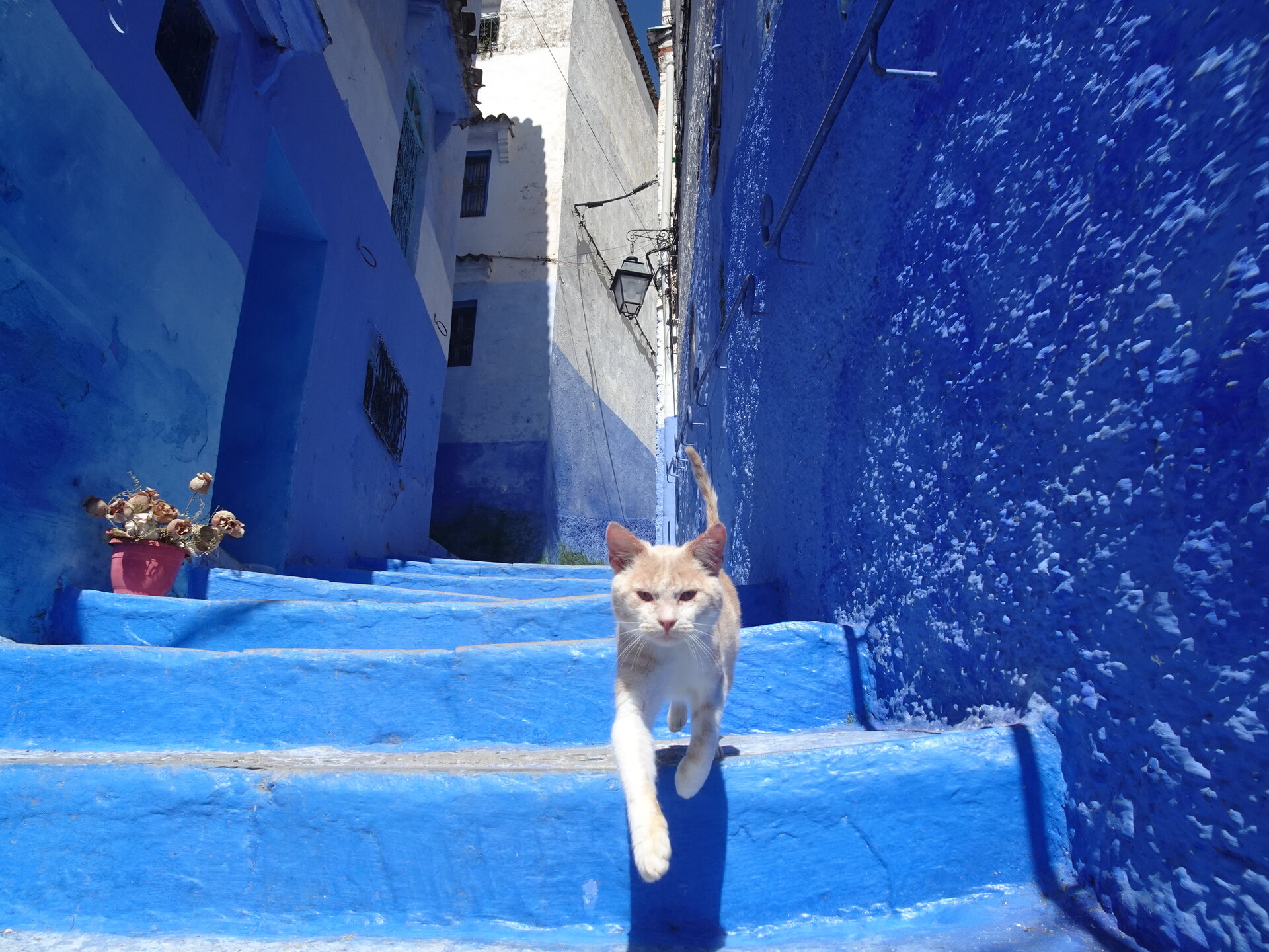 Ginger and white cat walking down bright blue painted steps