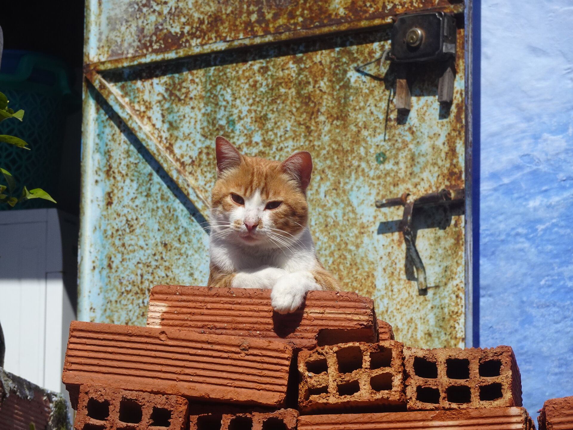 Ginger cat squinting on a pile of bricks beside a blue wall