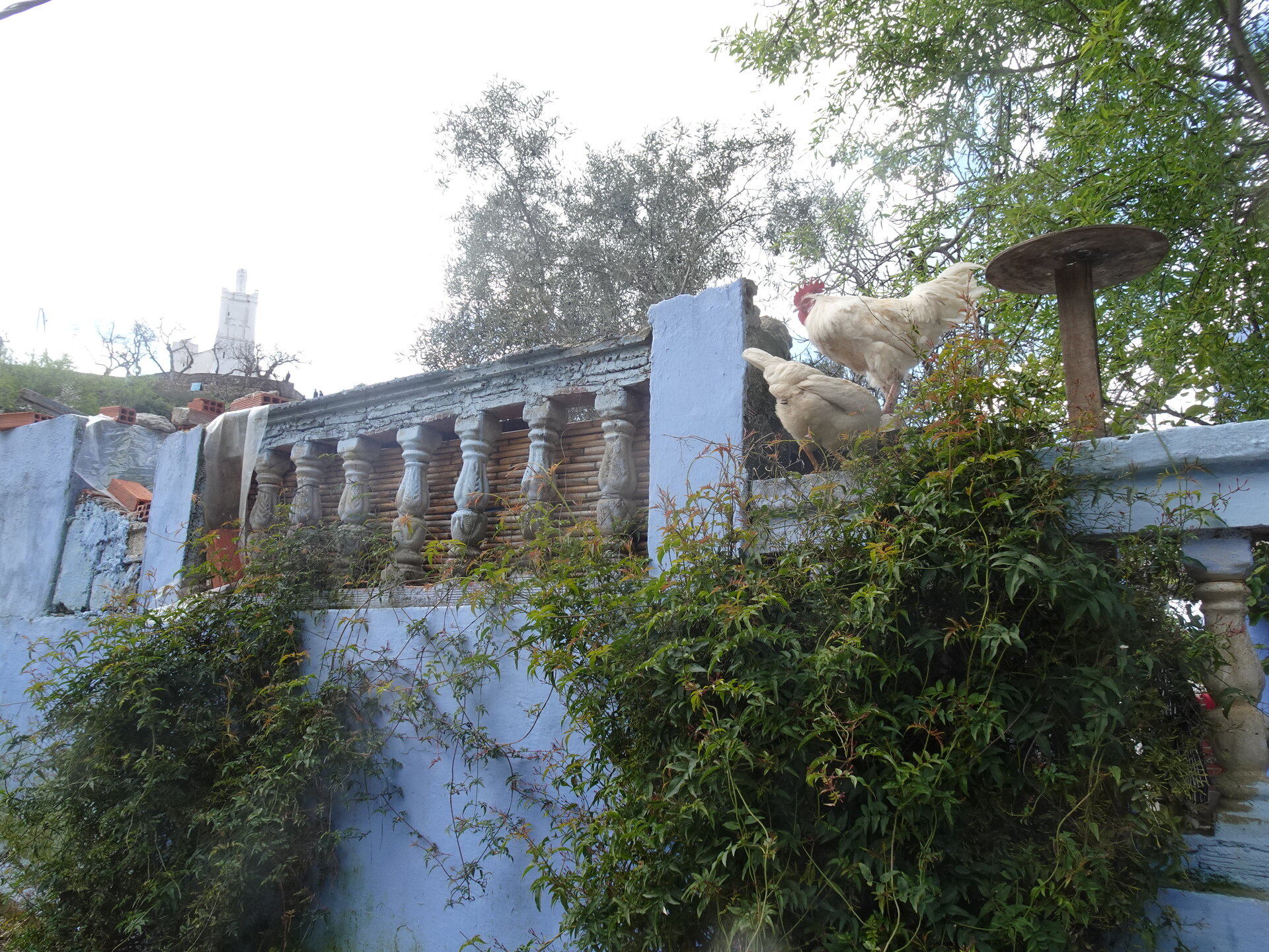 Roosters perched on an overgrown balustrade with a minaret behind