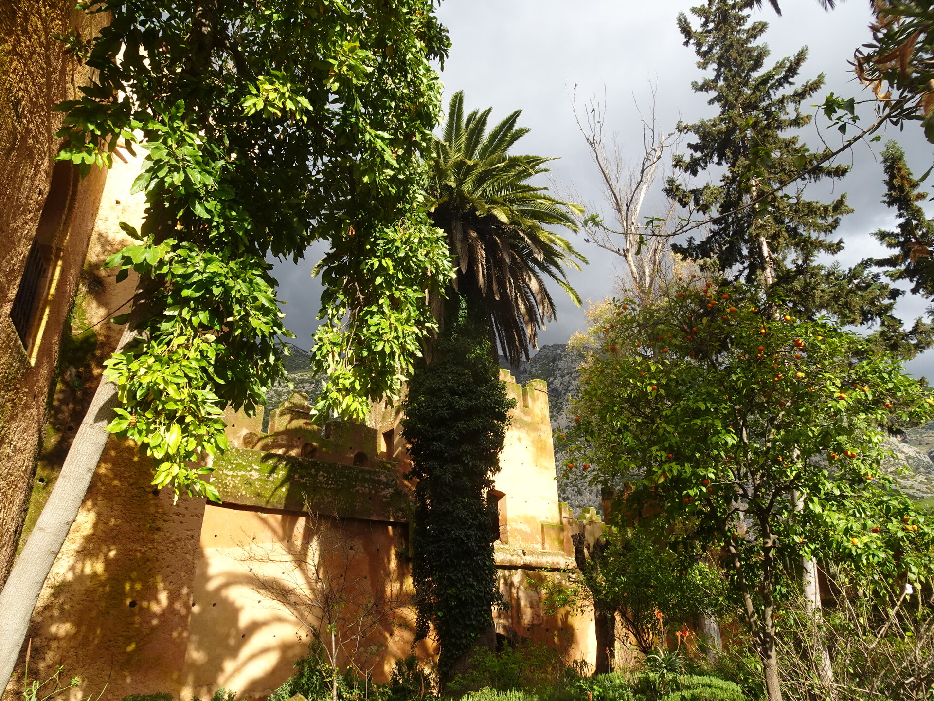 Lush garden with palm trees and climbing vines against old walls