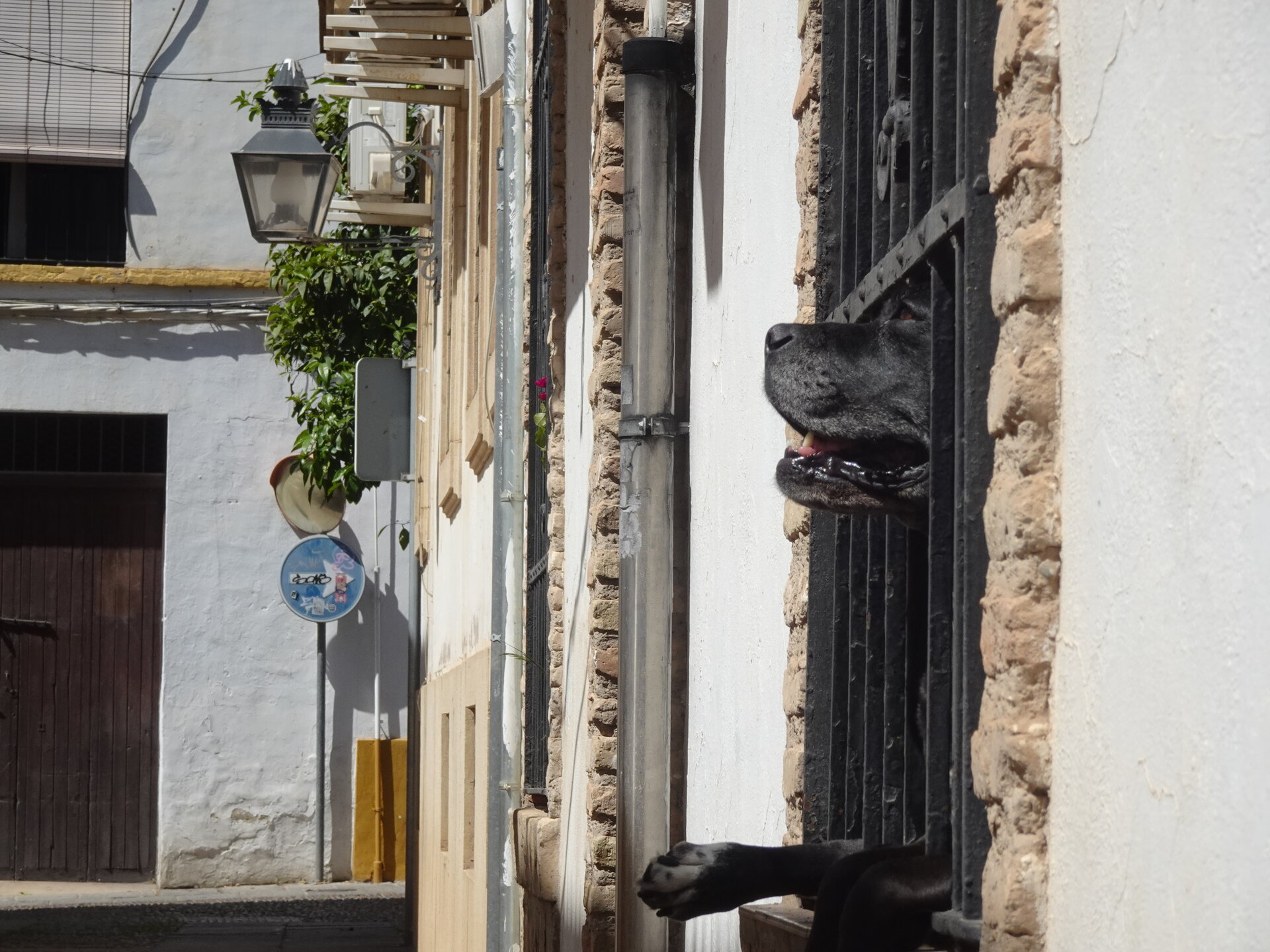 Black dog poking its nose through window bars on a narrow whitewashed street