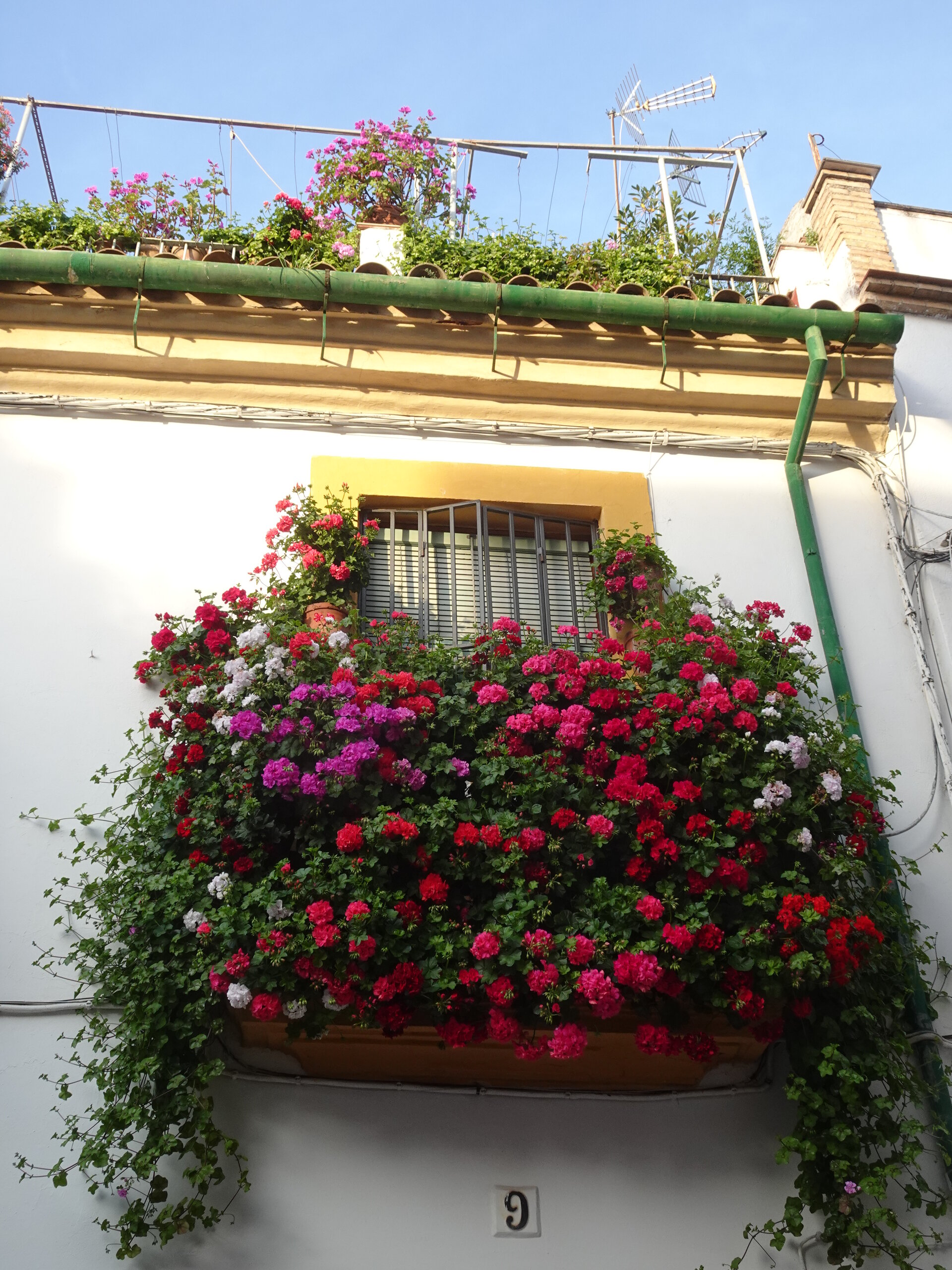 Whitewashed wall with a window framed by red and pink geraniums in pots