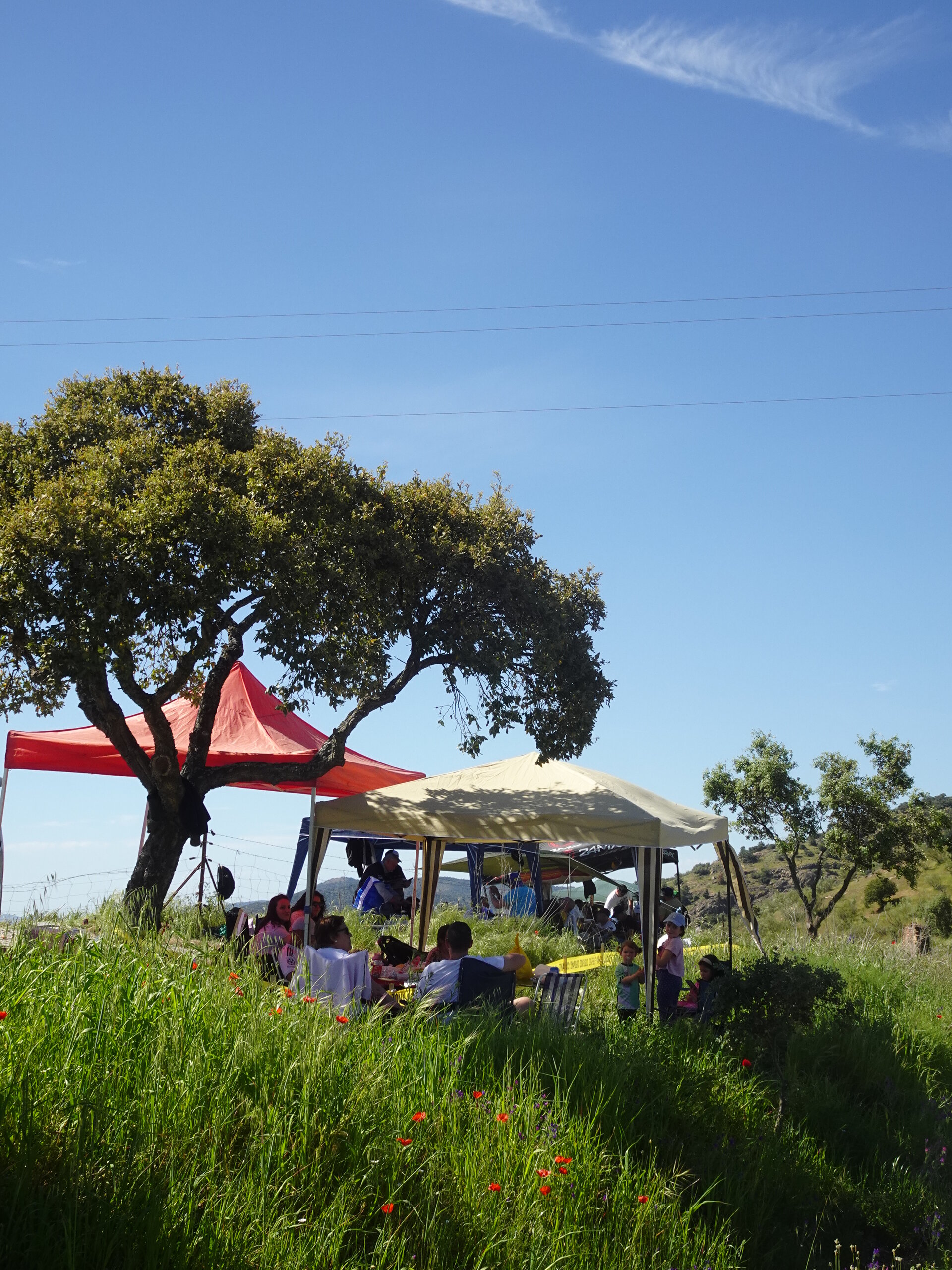 Family lunch under canopies in a holm oak meadow with poppies in the grass