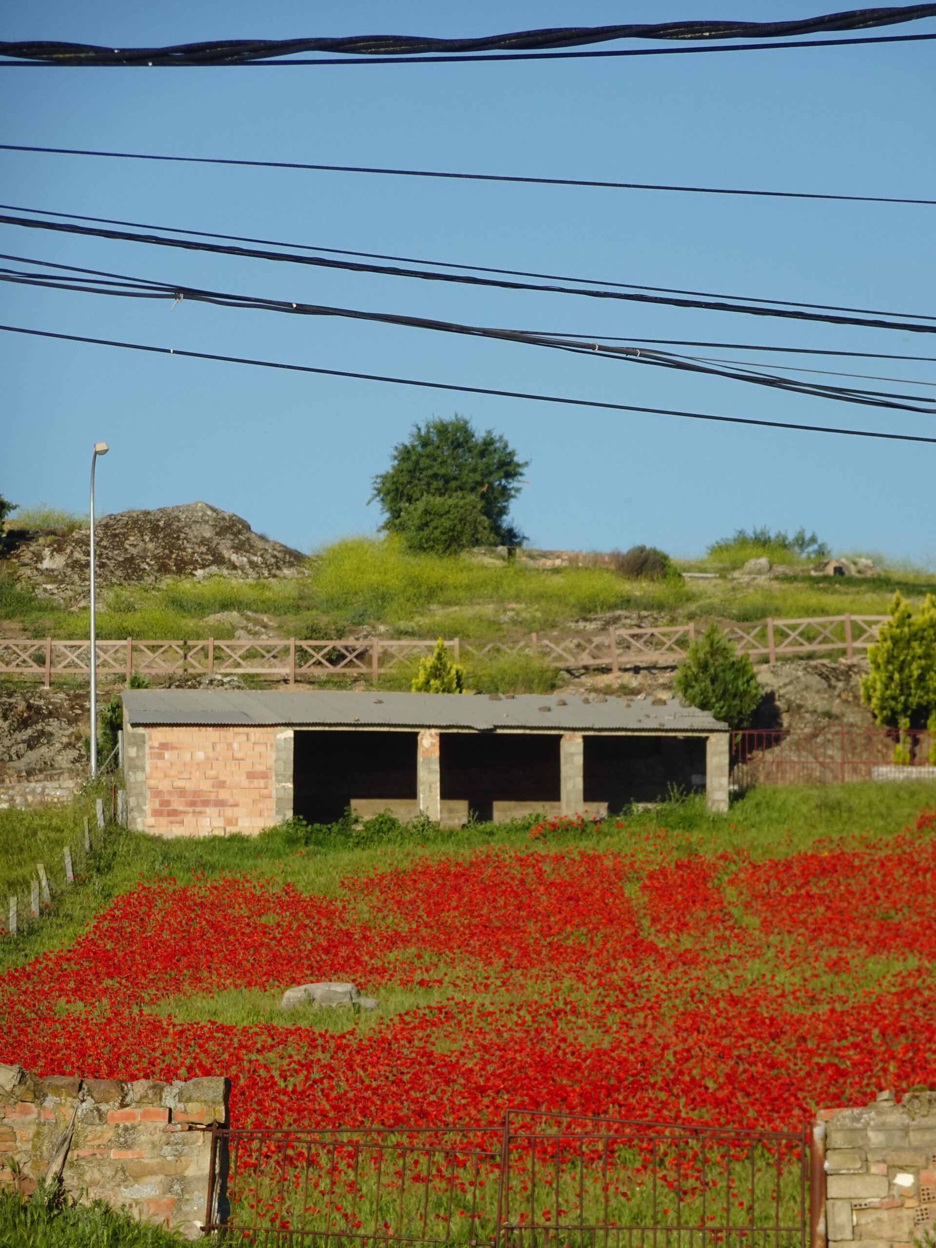 Brick shelter in front of a field of bright red poppies under power lines