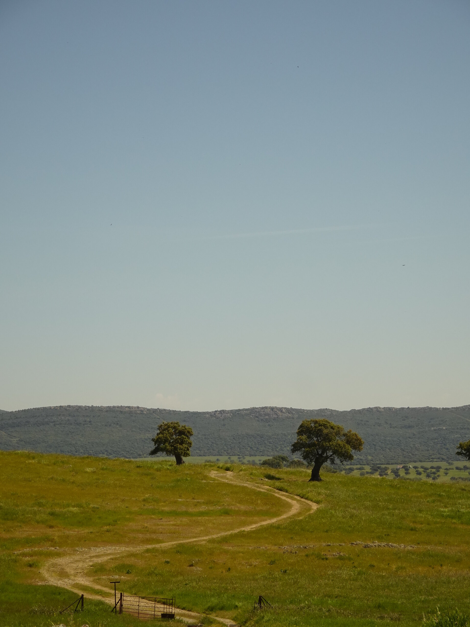 Two solitary holm oaks on dehesa pasture with low hills on the horizon