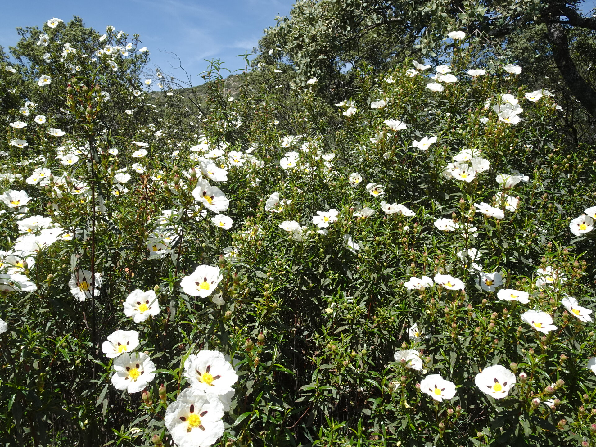 Bush of white rockrose flowers in full bloom under blue sky