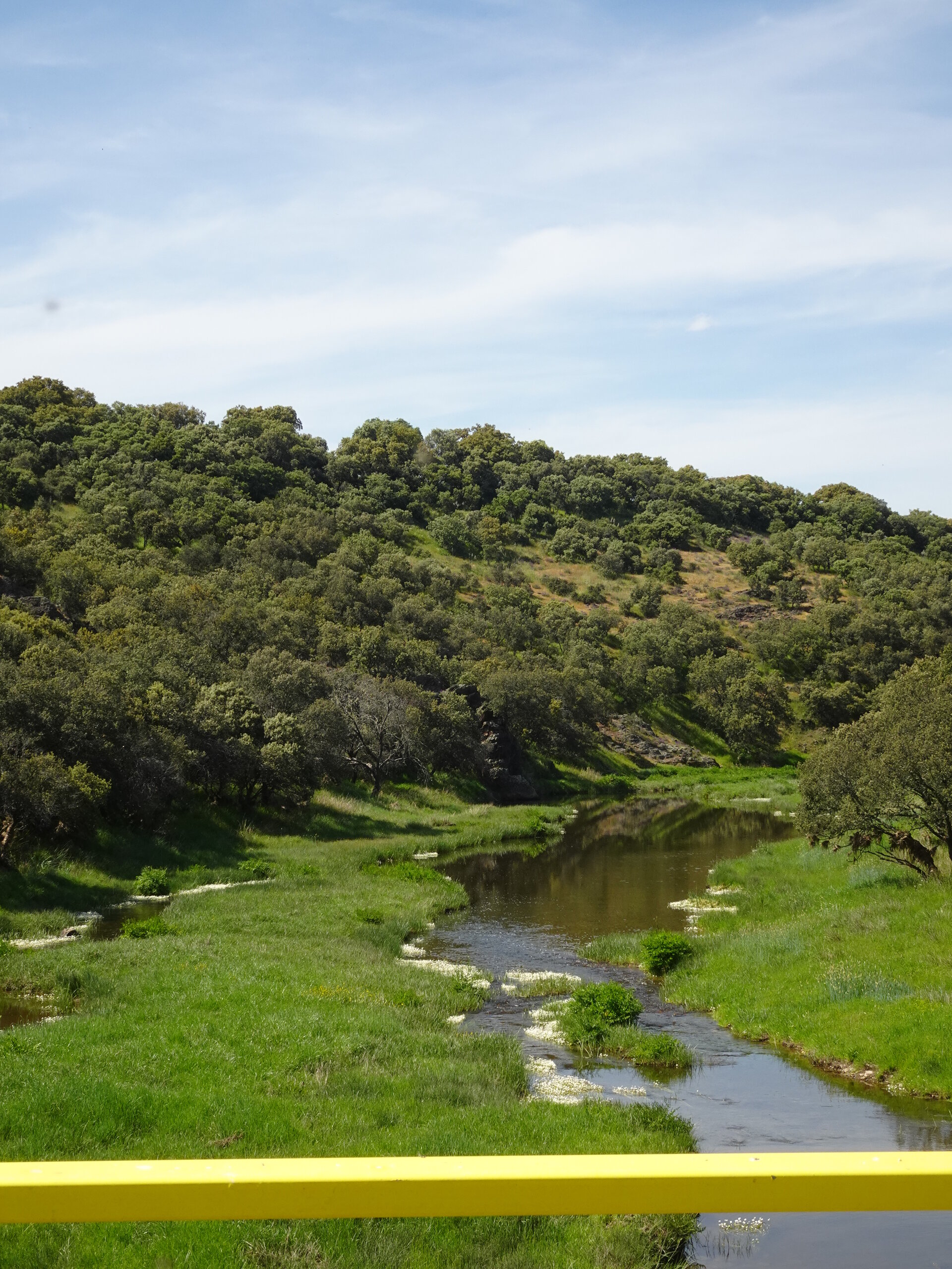 River winding through an oak wooded valley seen over a yellow bridge rail