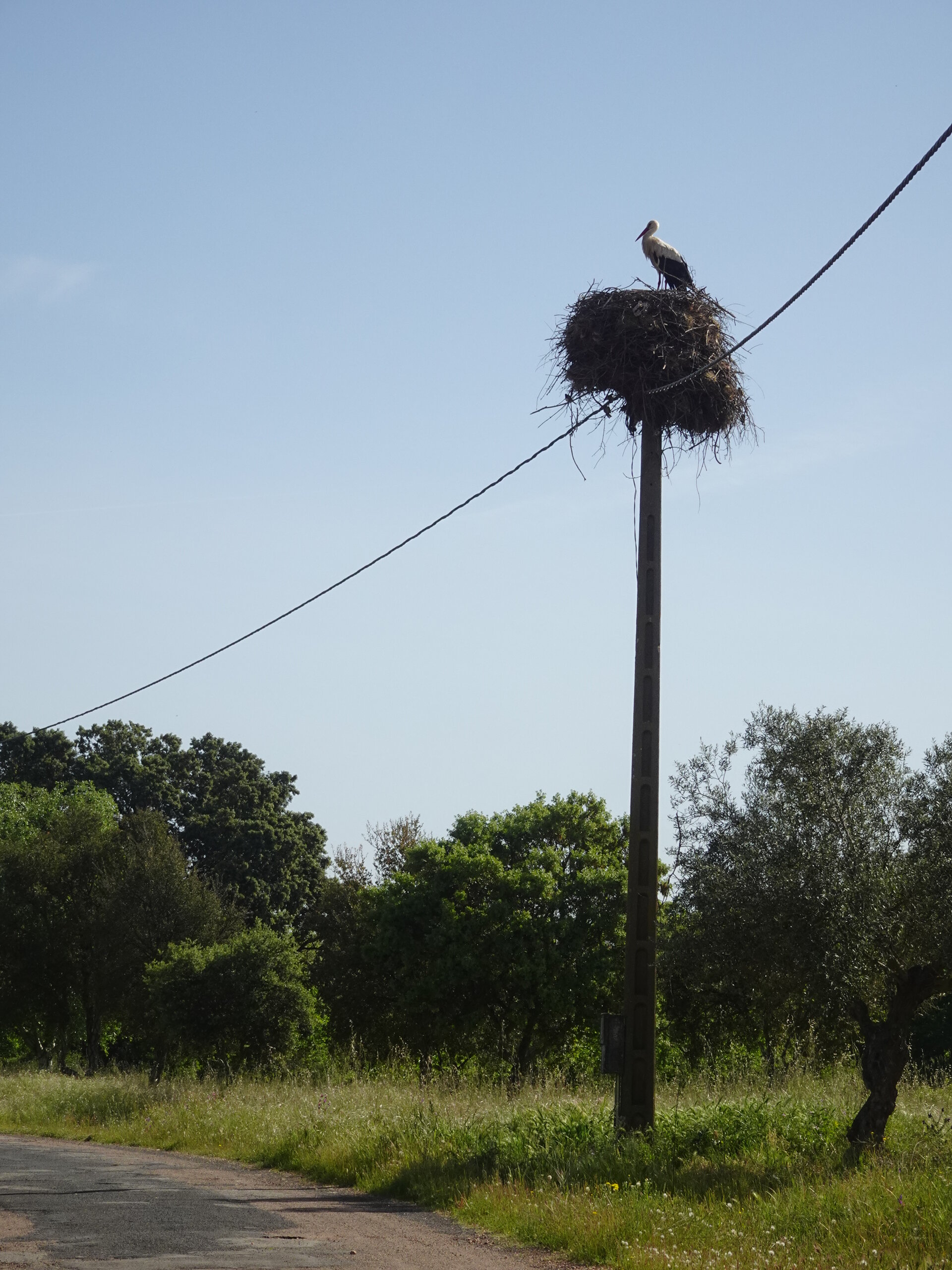White stork standing in its stick nest on a wooden utility pole