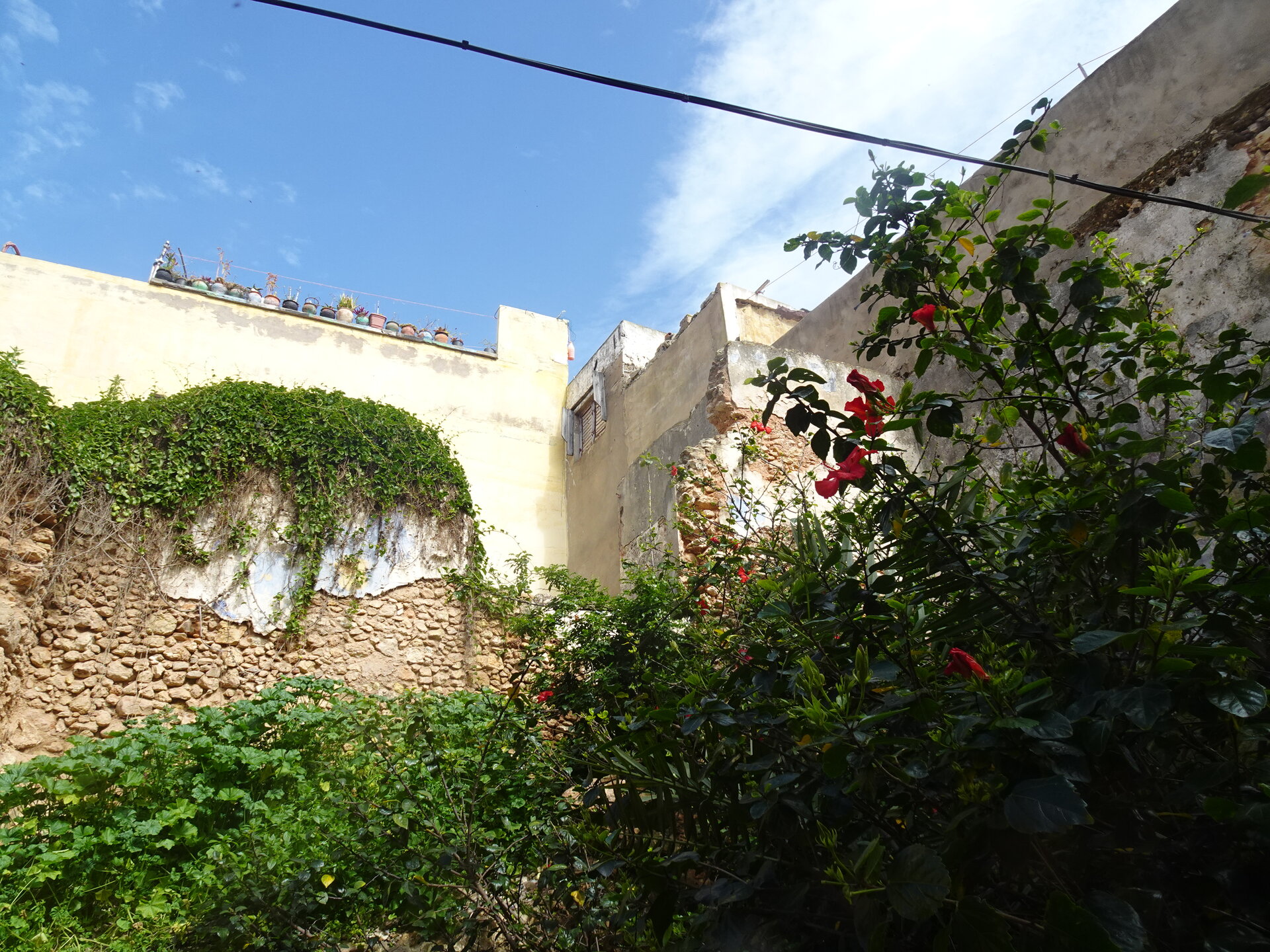 Overgrown courtyard with red roses and crumbling yellow walls inside the old city