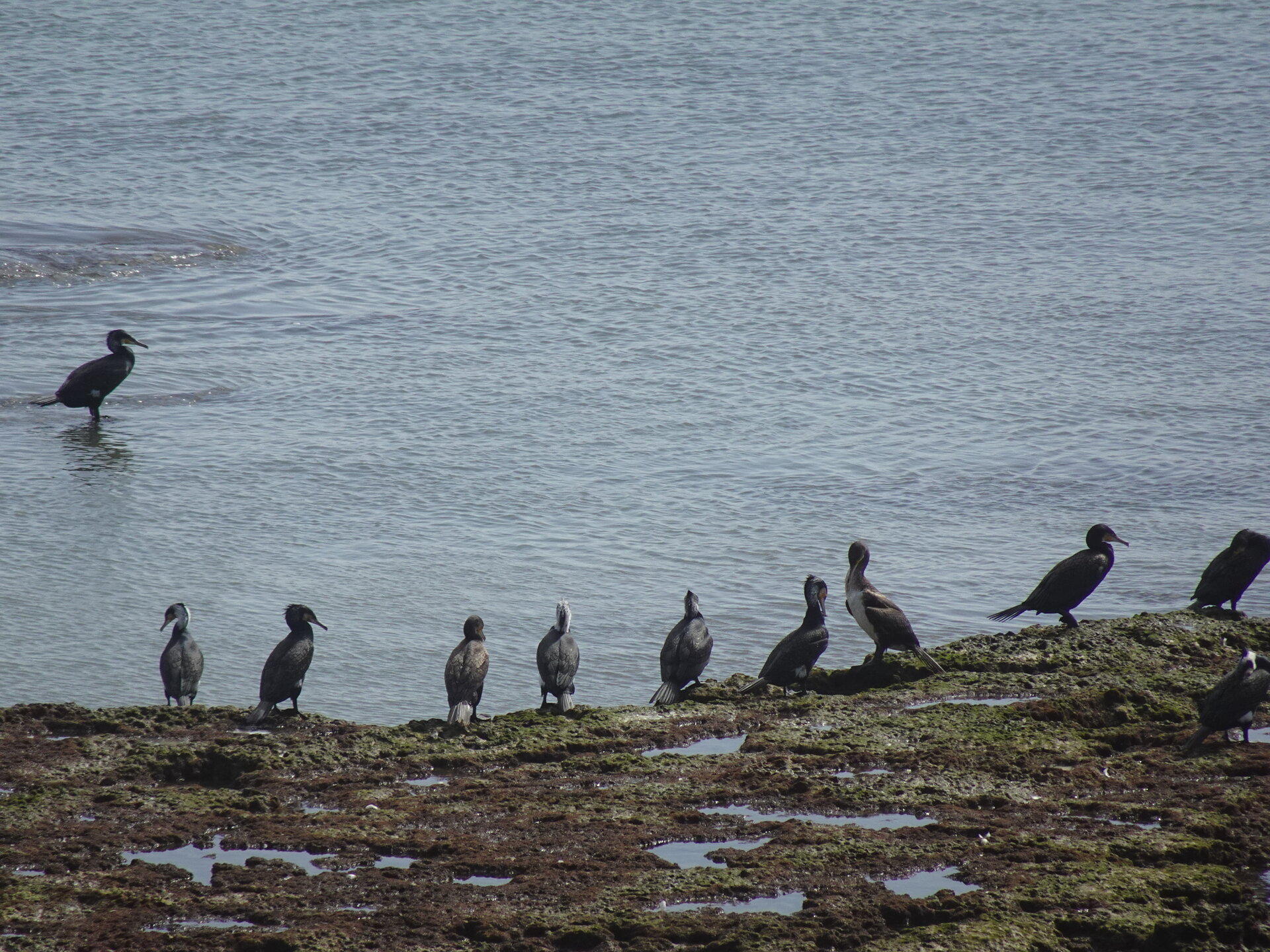Cormorants perched on a seaweed-covered rock at the water's edge