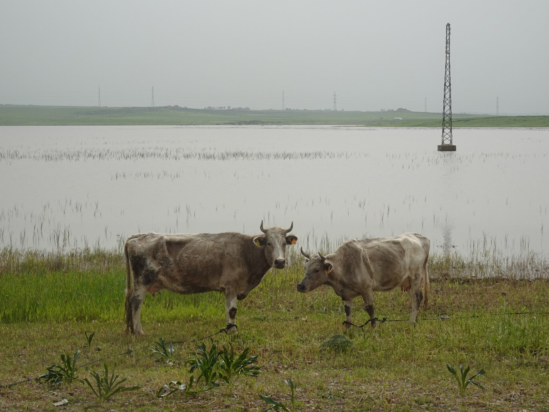 Two cows grazing beside flooded fields under overcast sky