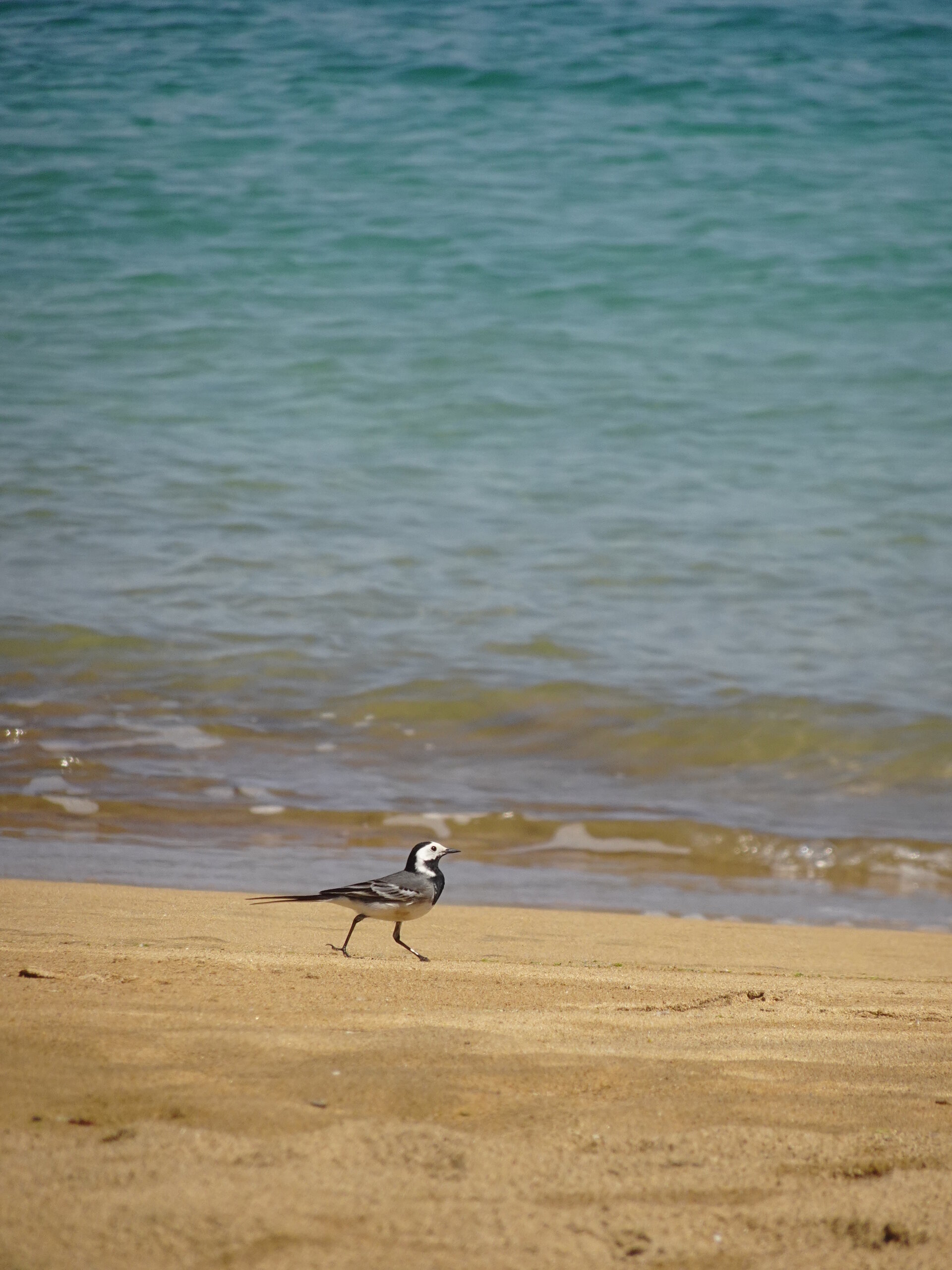 A white wagtail walking on golden sand at the edge of turquoise sea