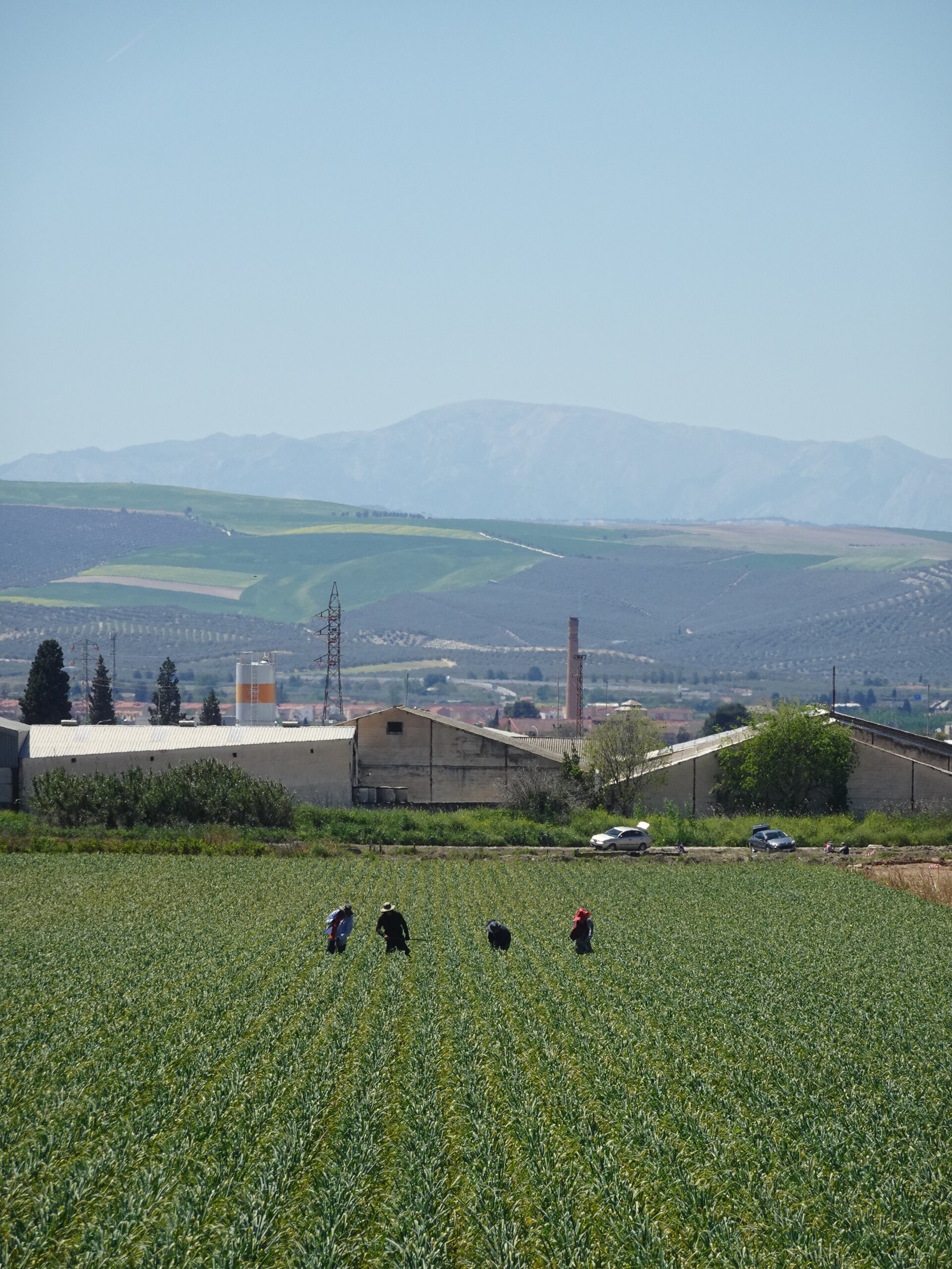Workers tending a green field crop with hills and a distant town behind