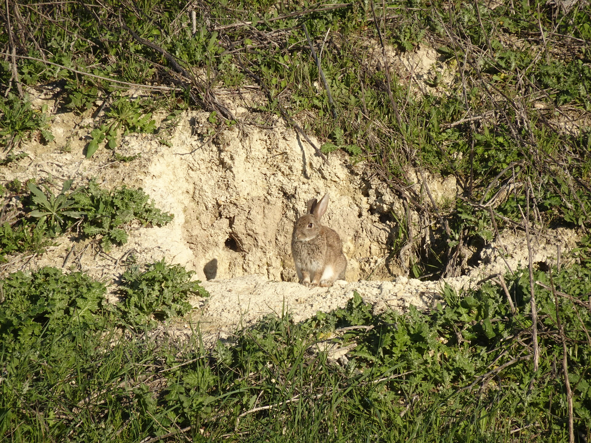 Wild rabbit at the entrance of its burrow in a sandy bank