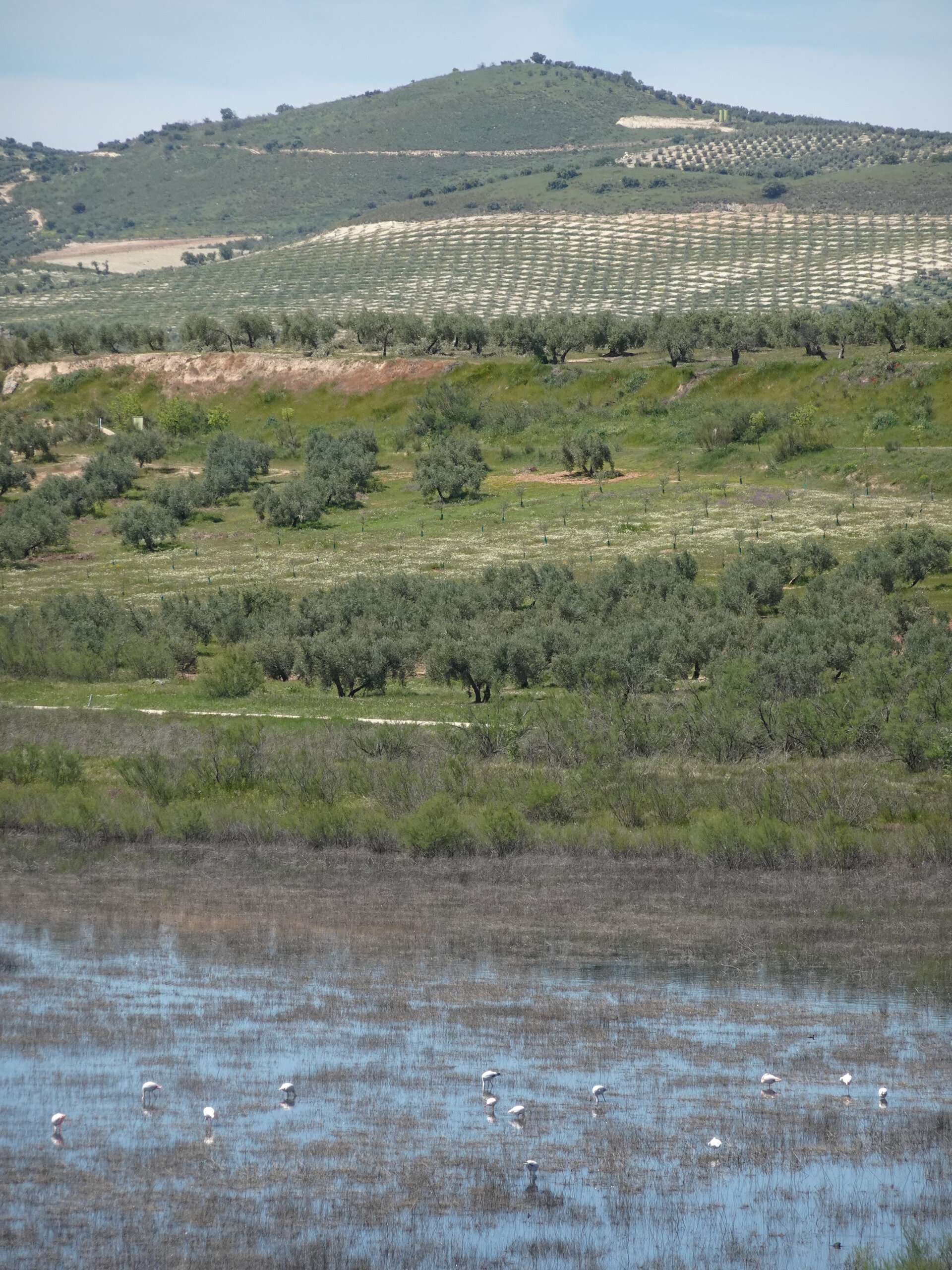 Flamingos wading in a shallow lake below olive covered hills