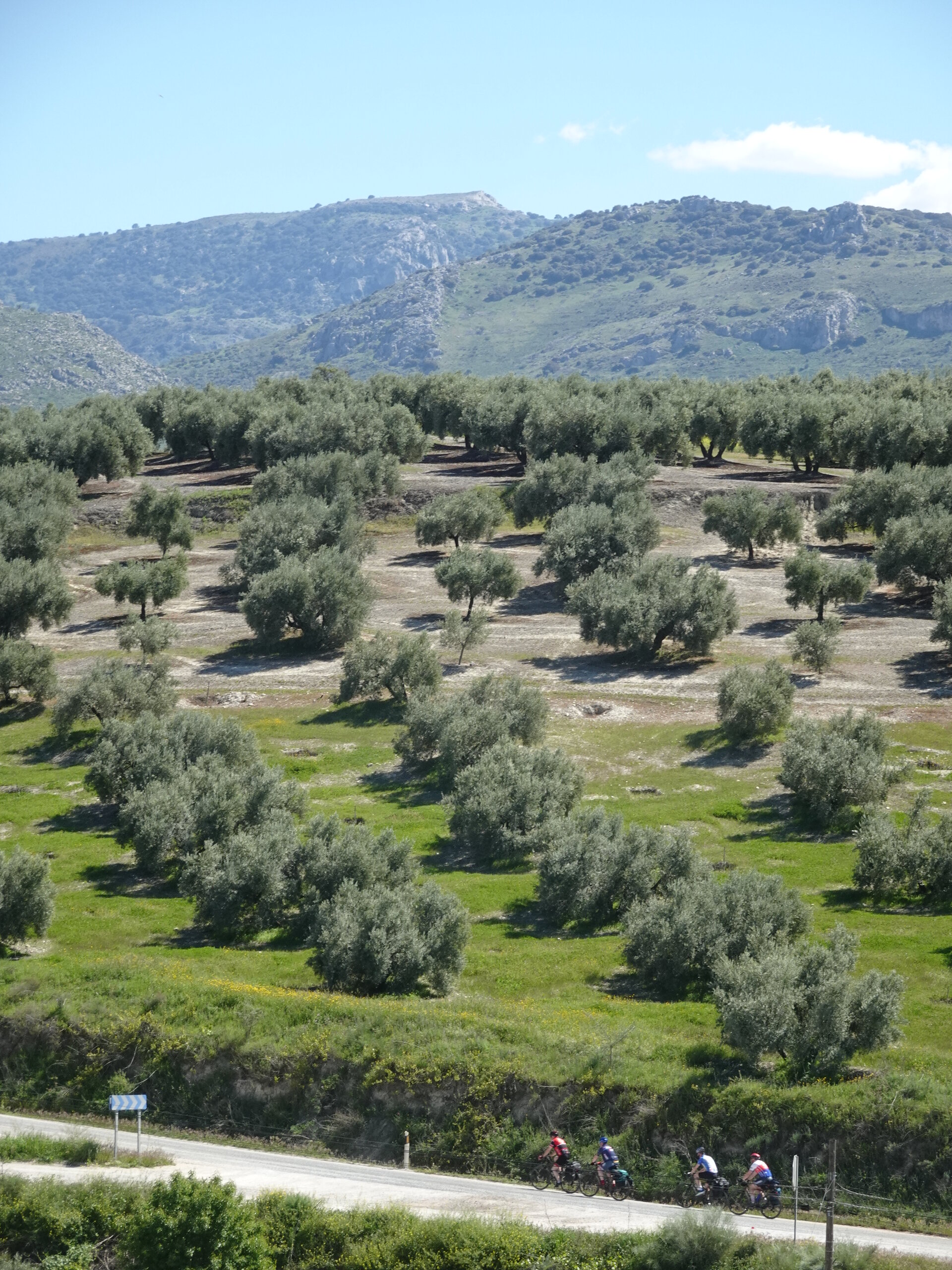 Three cyclists on a road beneath a hillside of regimented olive trees