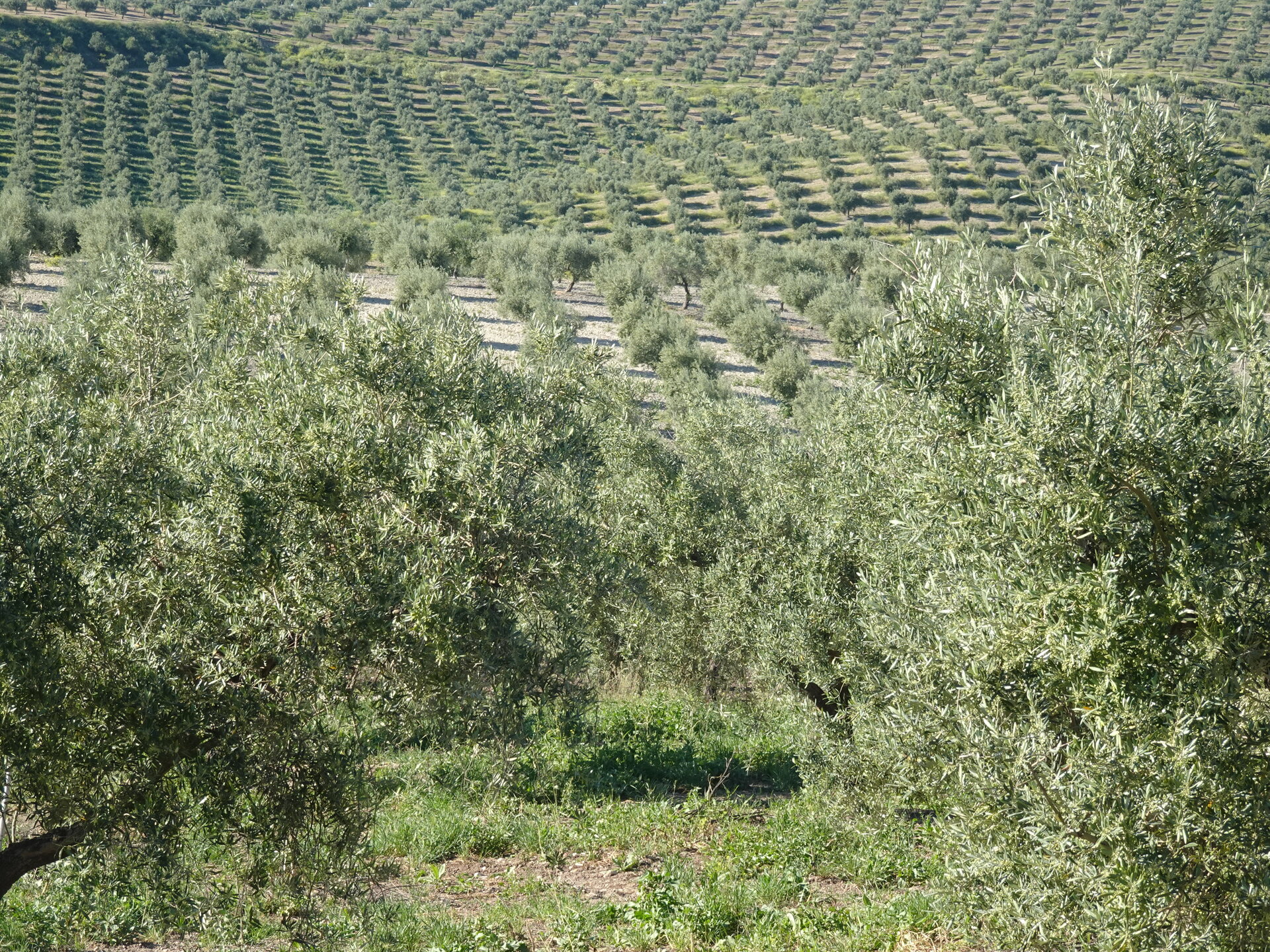 Rows of olive trees rolling over the contours of an Andalucian hill