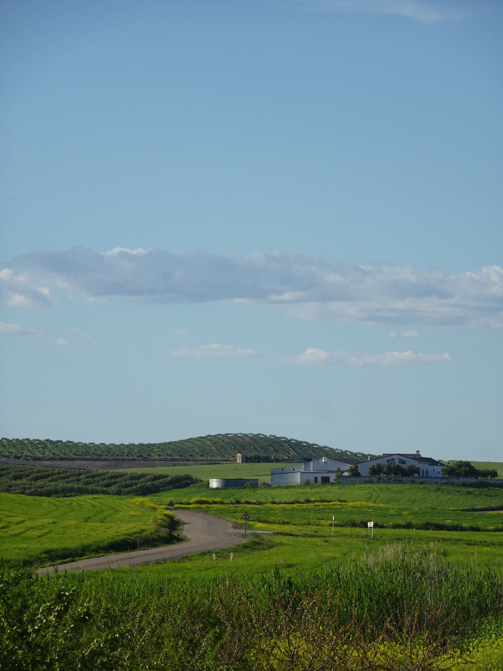Whitewashed cortijo farmhouse on a low ridge above bright green spring fields