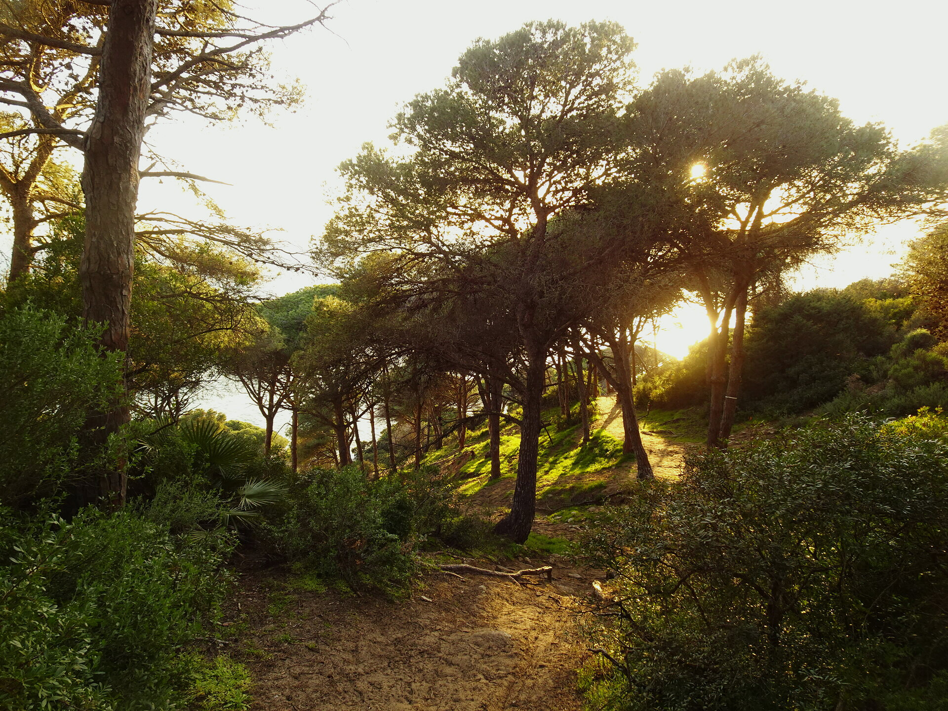 Umbrella pines on a sunlit Mediterranean hillside