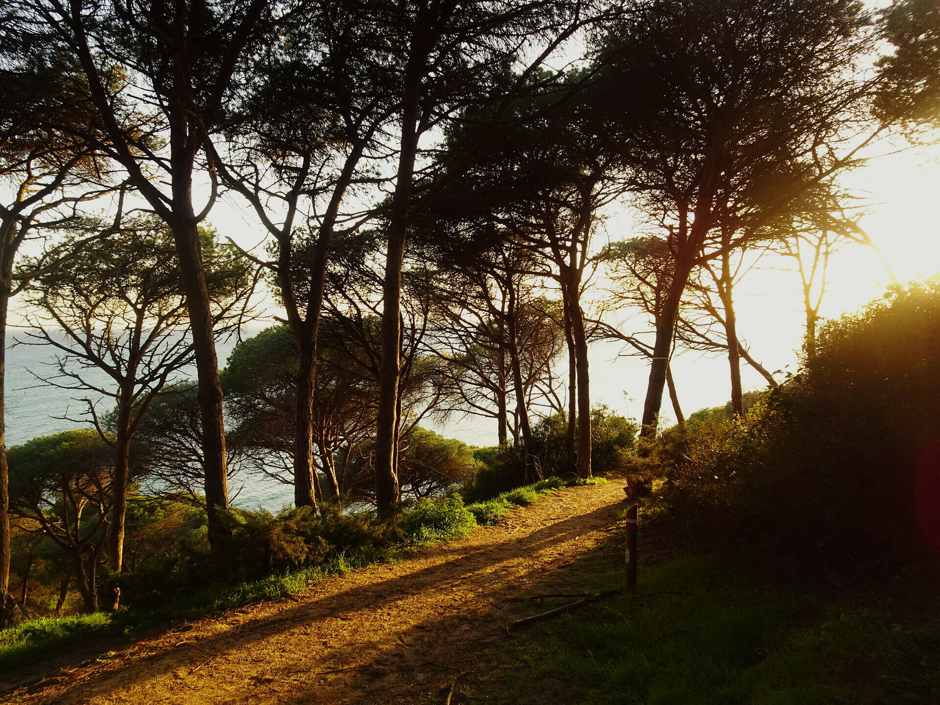 Sunlight flaring through tall pines along a roadside