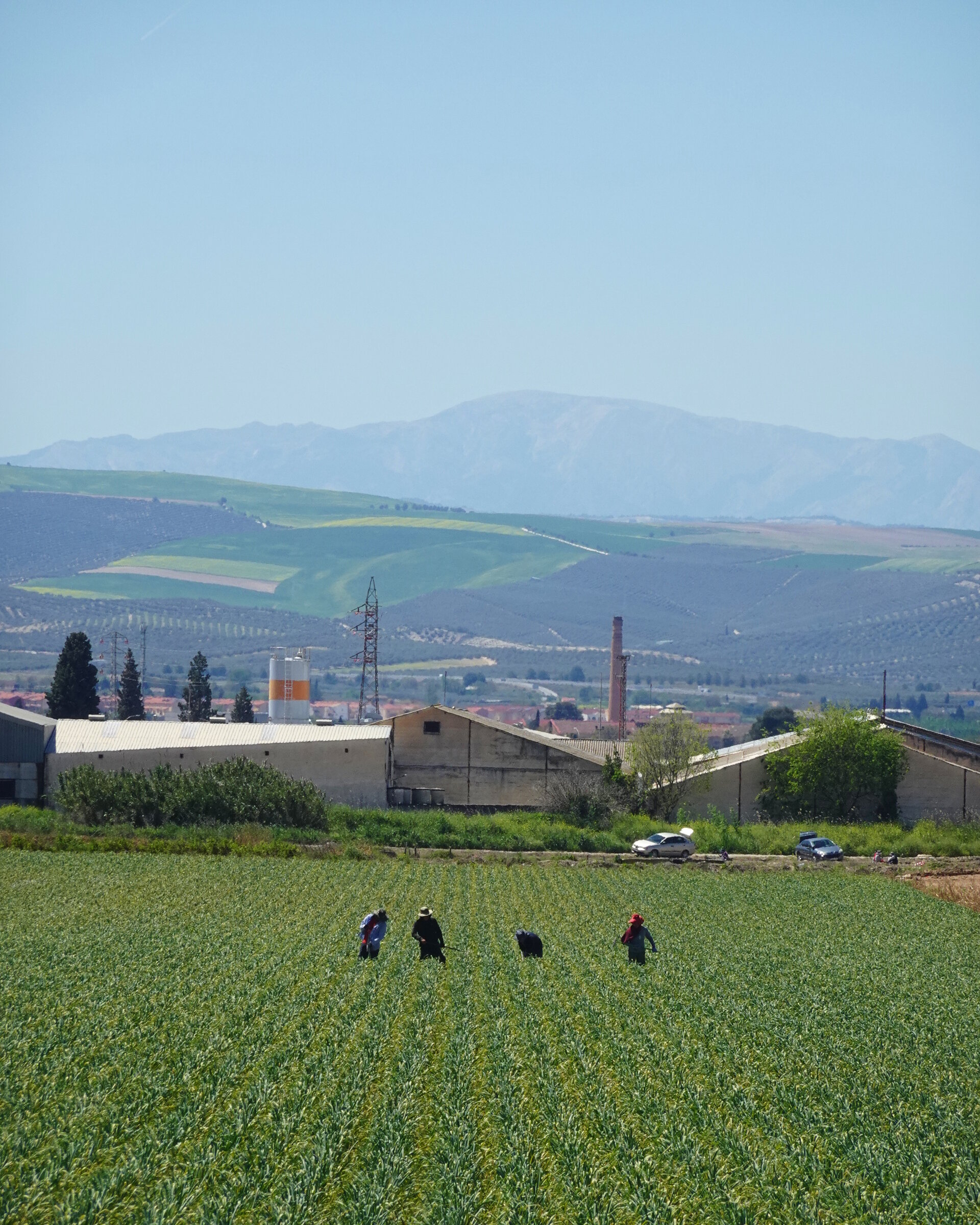 Workers tending a green field with farm buildings and hazy mountains beyond