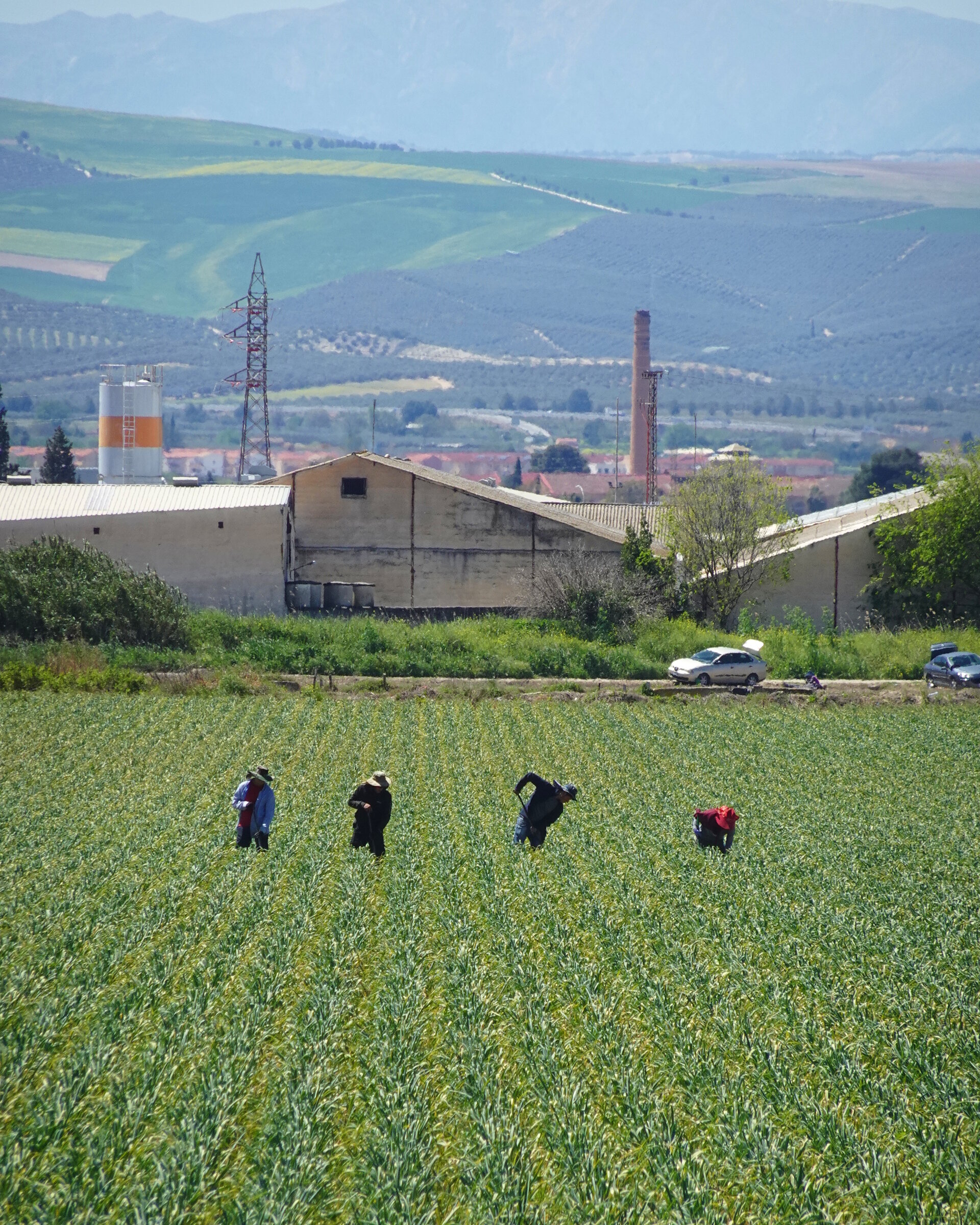 Four farm workers tending rows of crops below patchwork hills