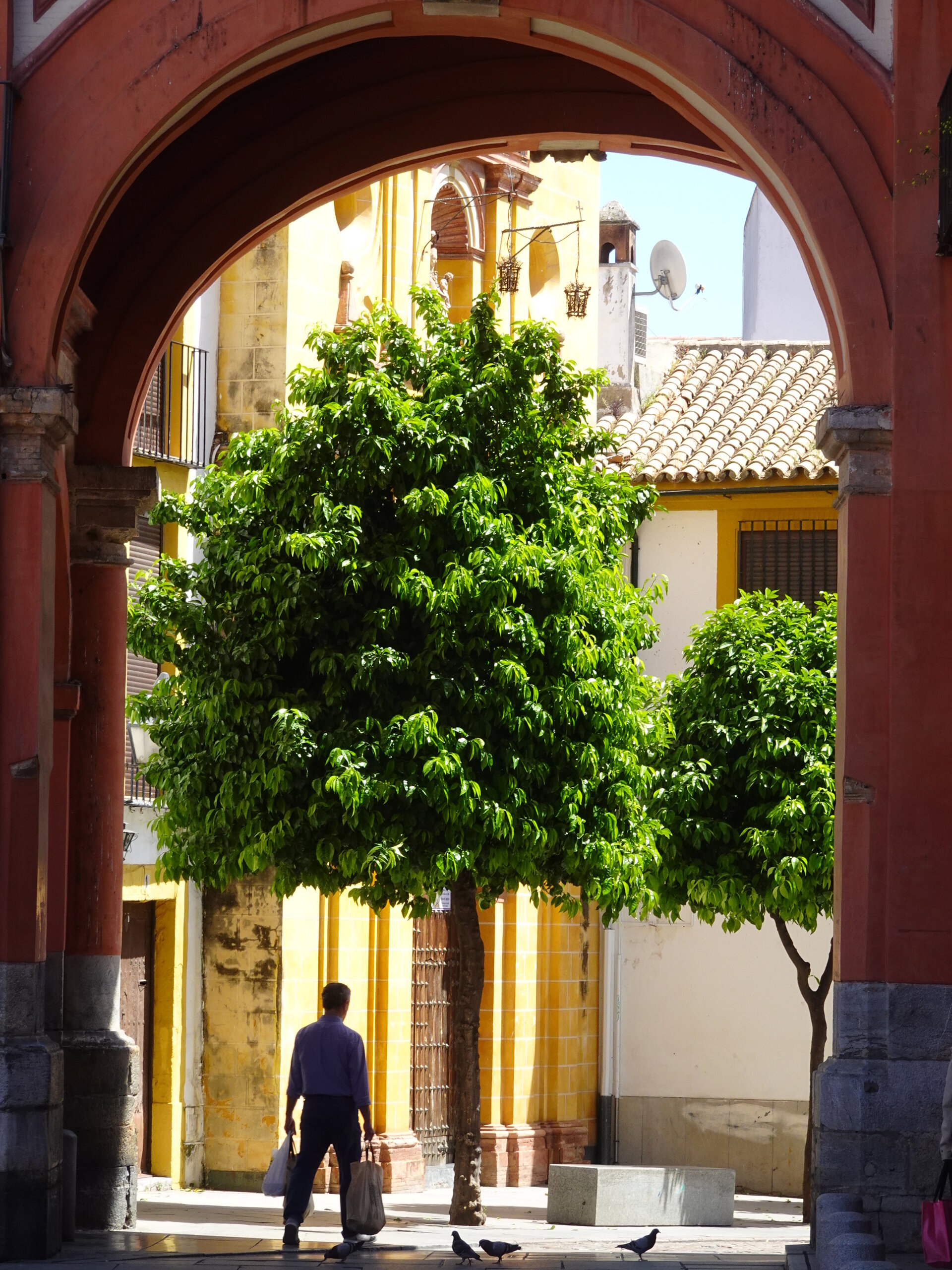 A leafy tree framed by a red archway in a sunlit courtyard