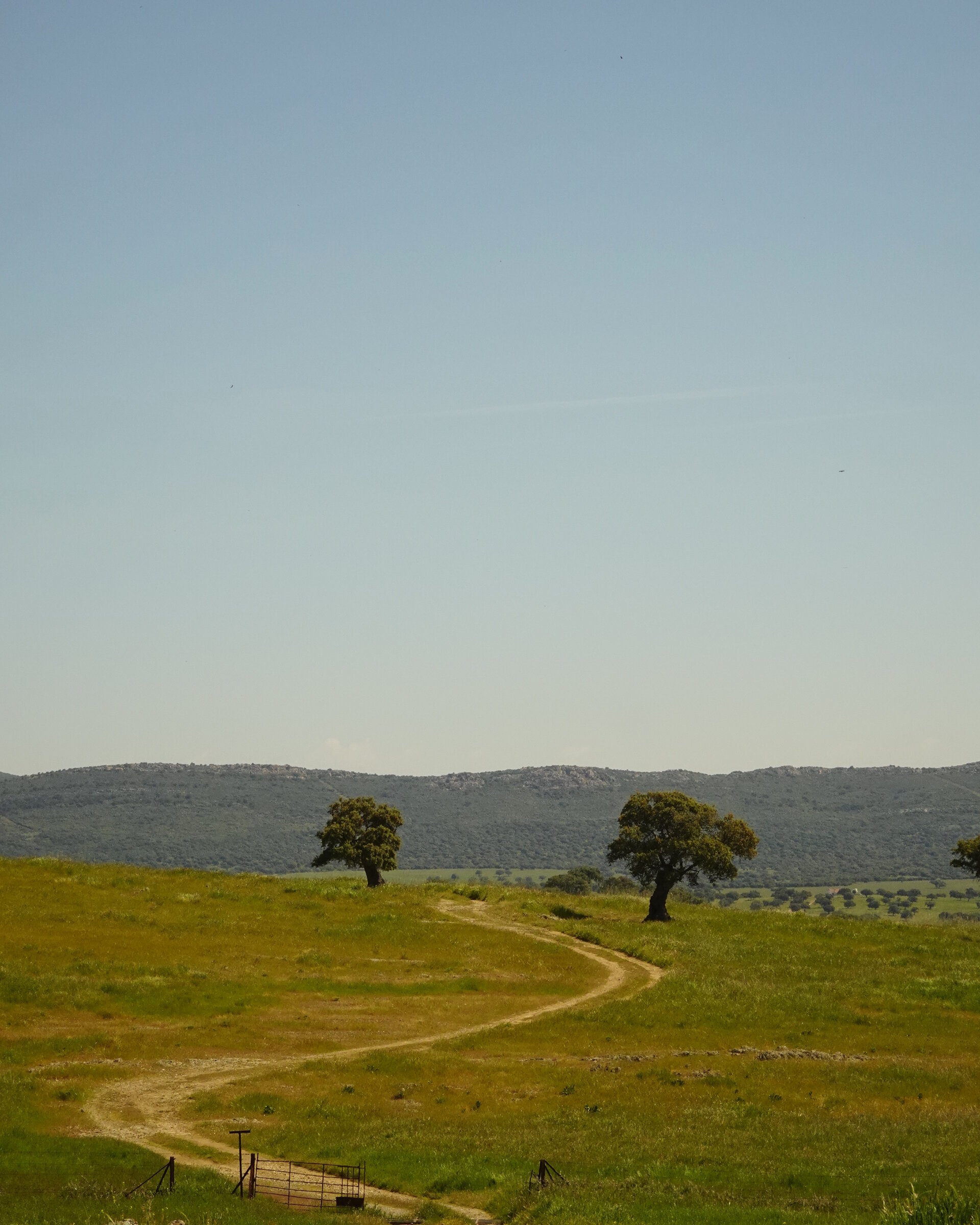 A lone tree standing in a vast open field