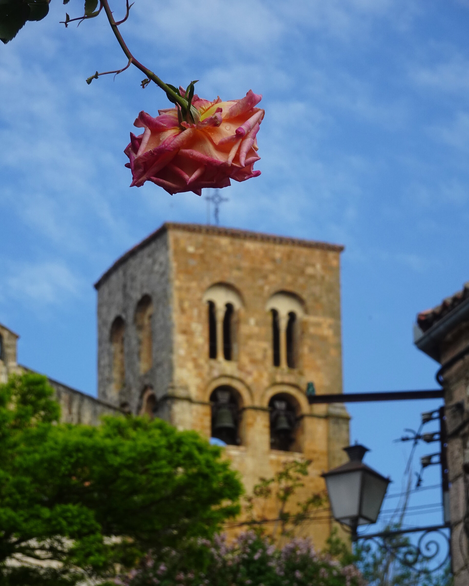 A pink rose hanging above a Romanesque stone bell tower