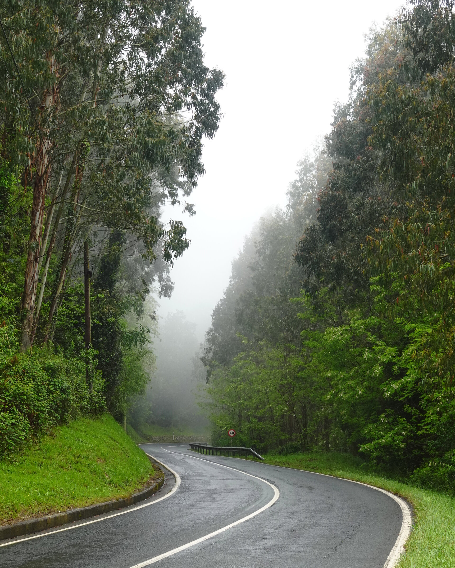 A country road curving through misty green woodland