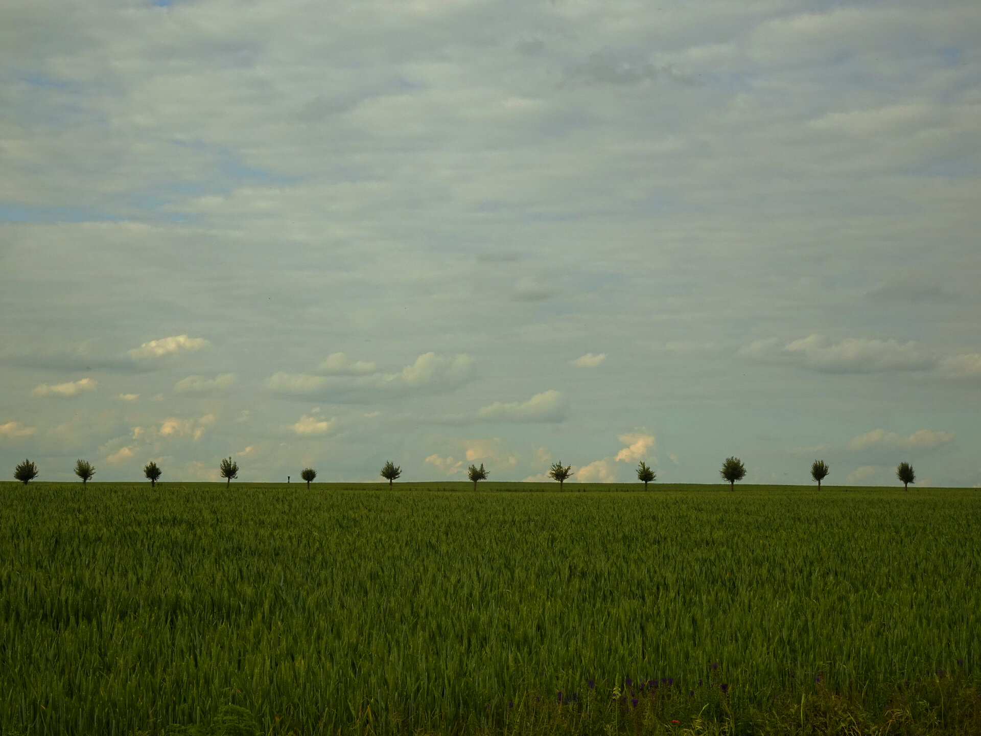 A row of small trees along the horizon of a green wheat field