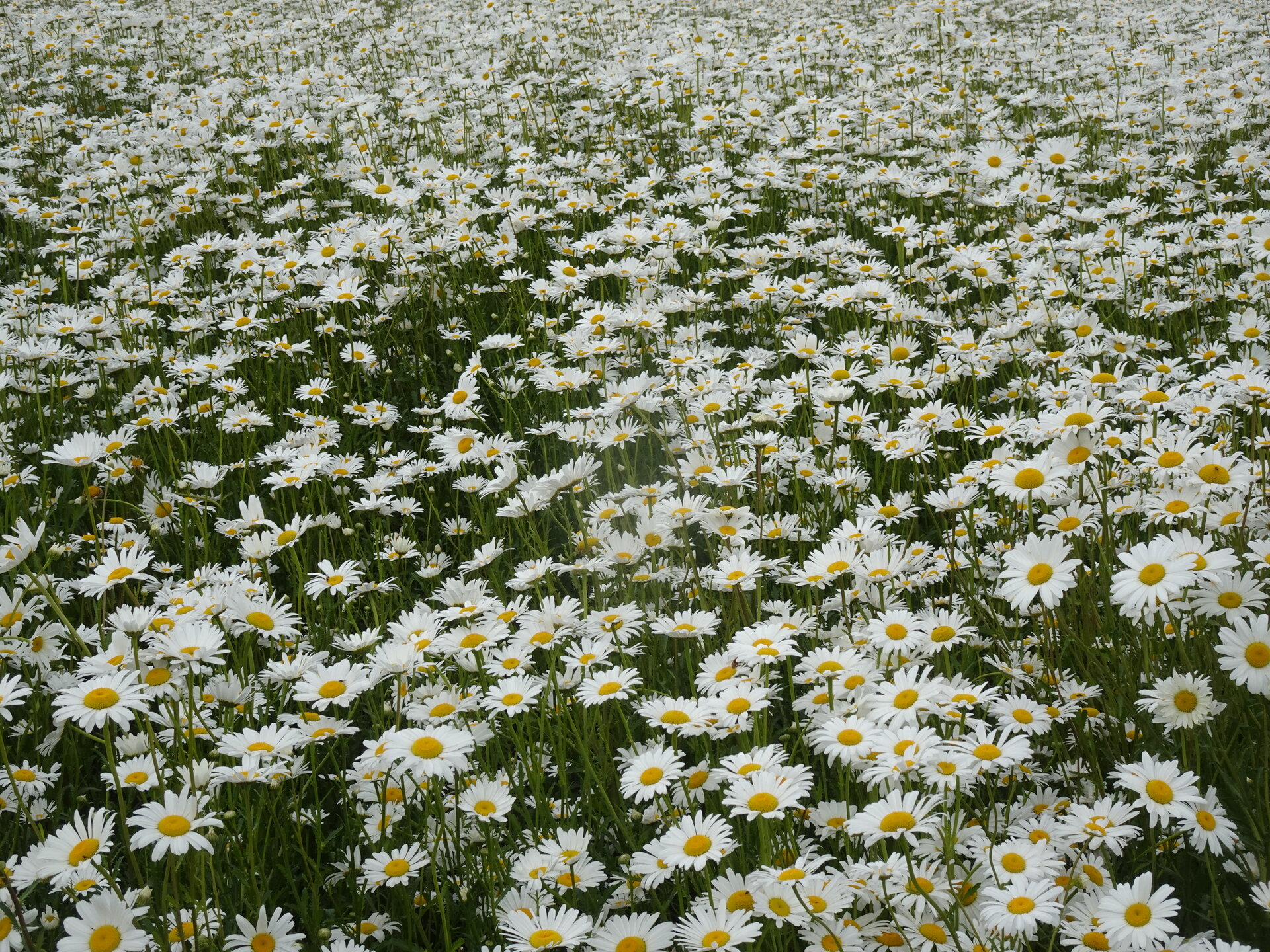 A dense field of white oxeye daisies in full bloom