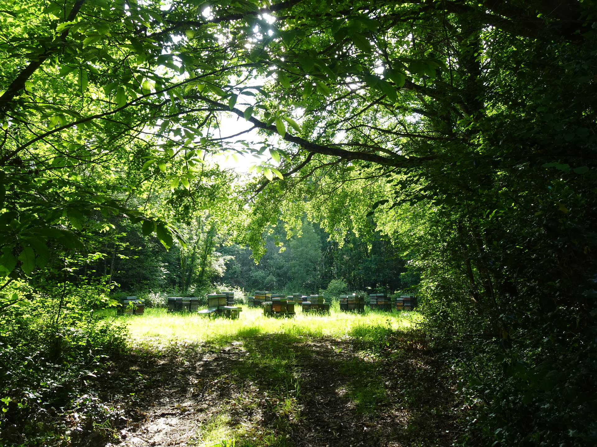 Dappled sunlight on a green woodland clearing framed by overhanging branches