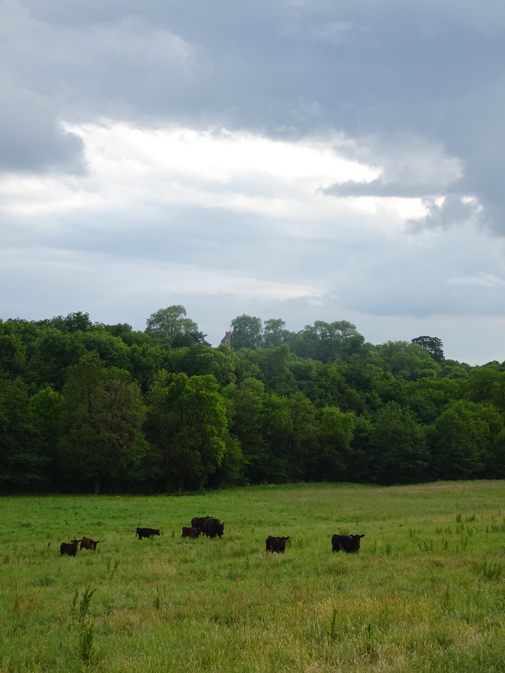 Dark cattle grazing in a meadow below woods under a stormy sky