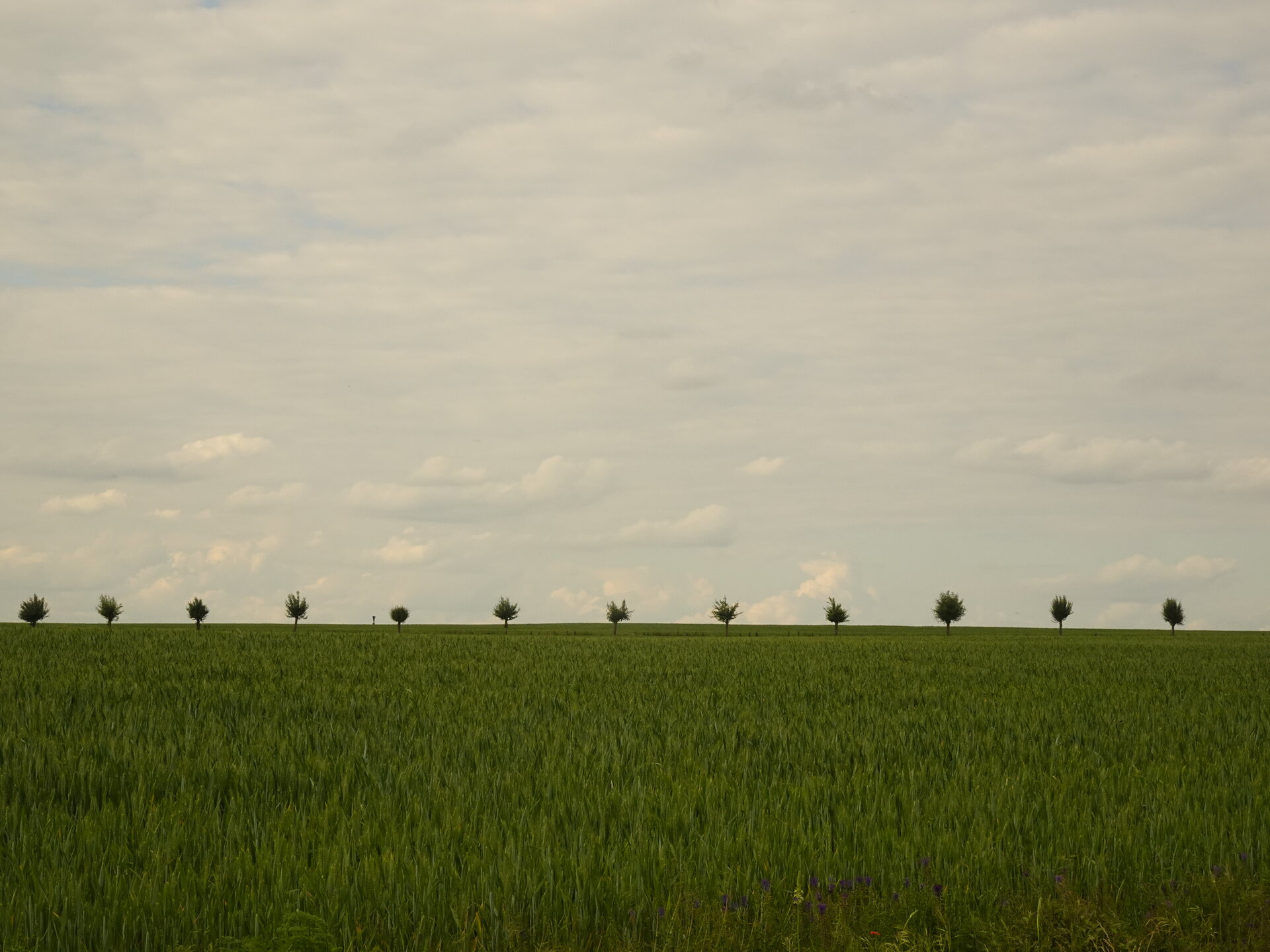 A row of small trees along the horizon of a green wheat field