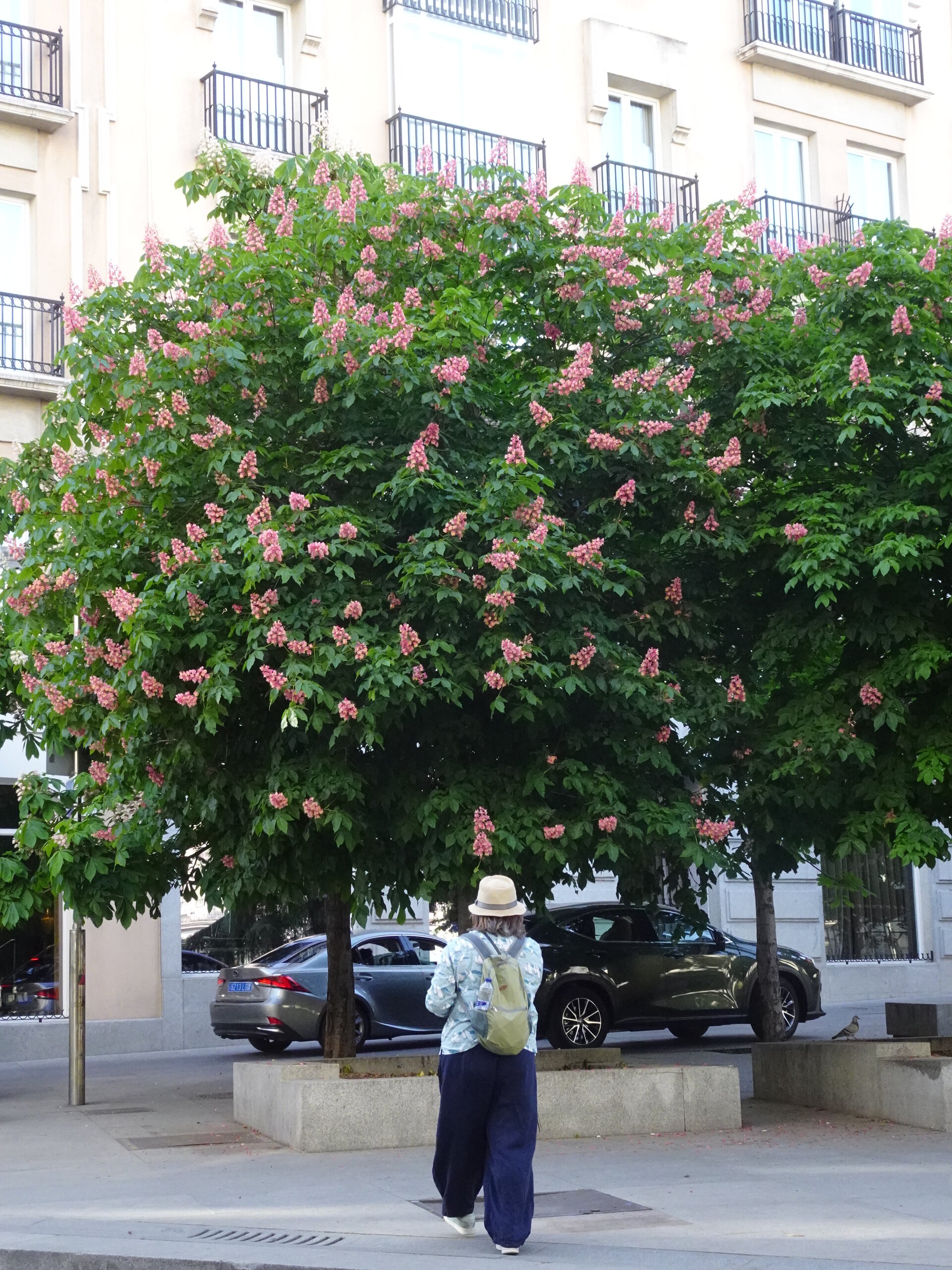 Pink-flowering chestnut tree shading a street with a person in a sun hat below