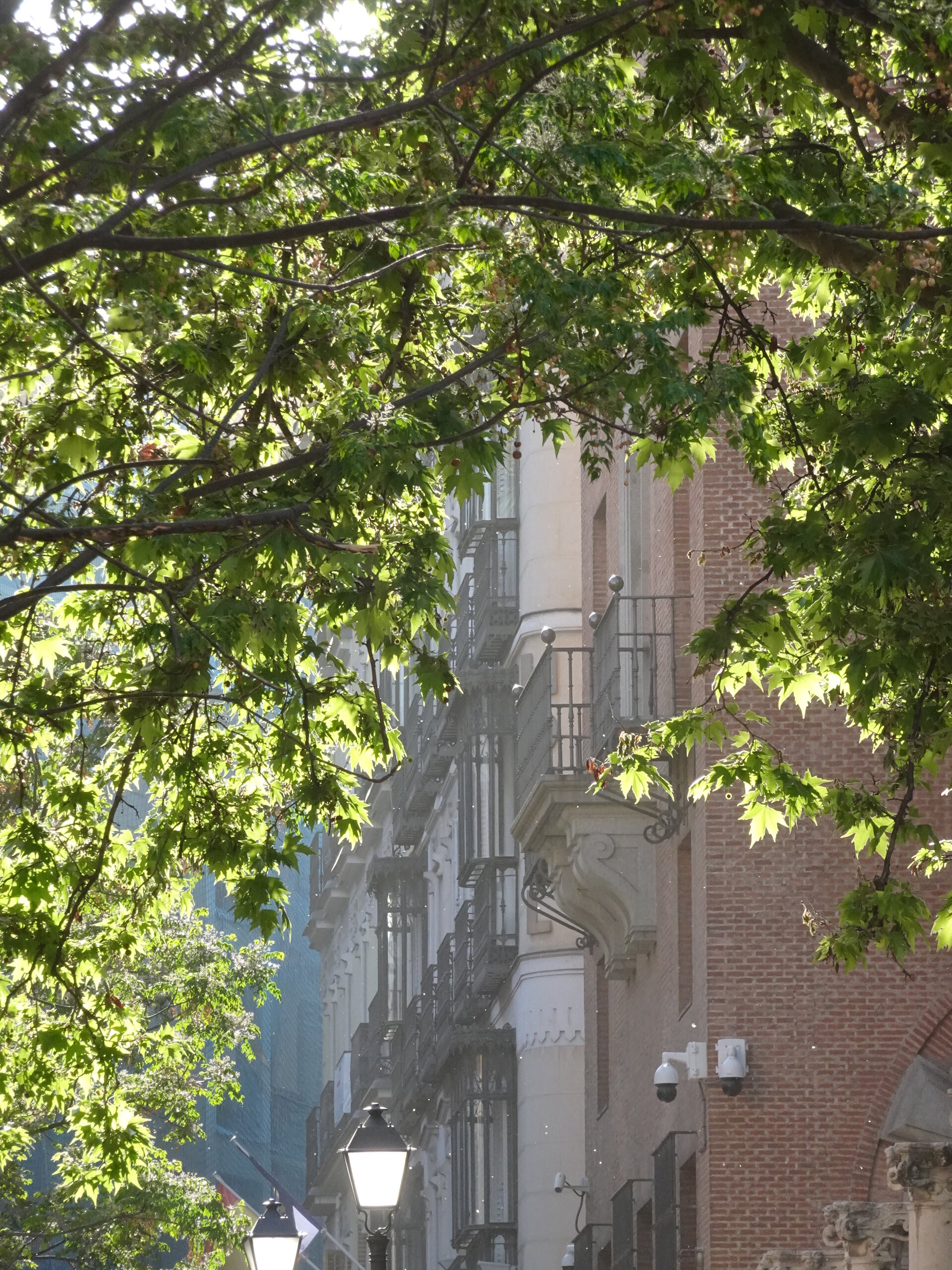 Ornate balconied facade glimpsed through sunlit green leaves