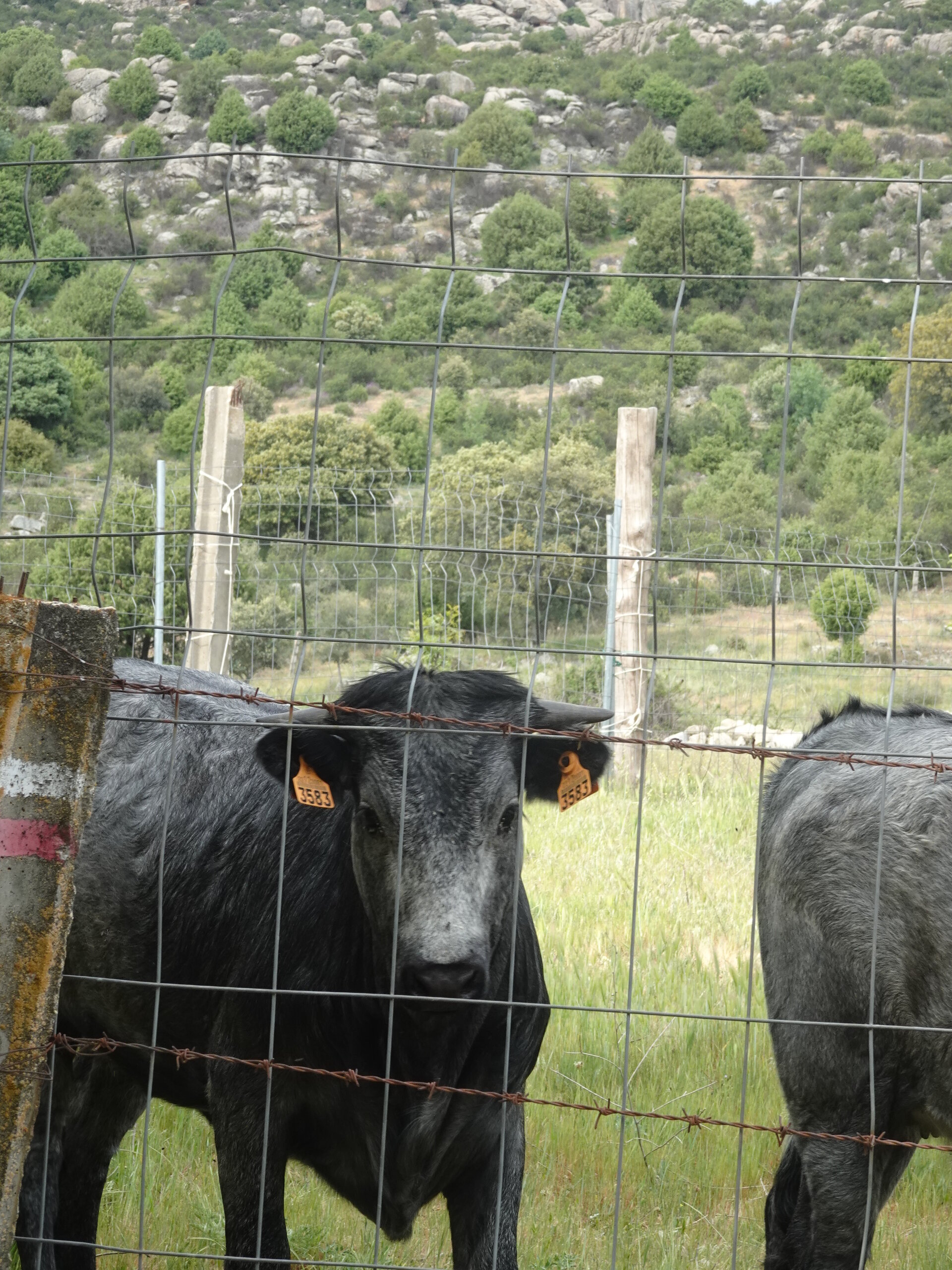 Black cattle with ear tags peering through a wire fence below rocky scrub hills