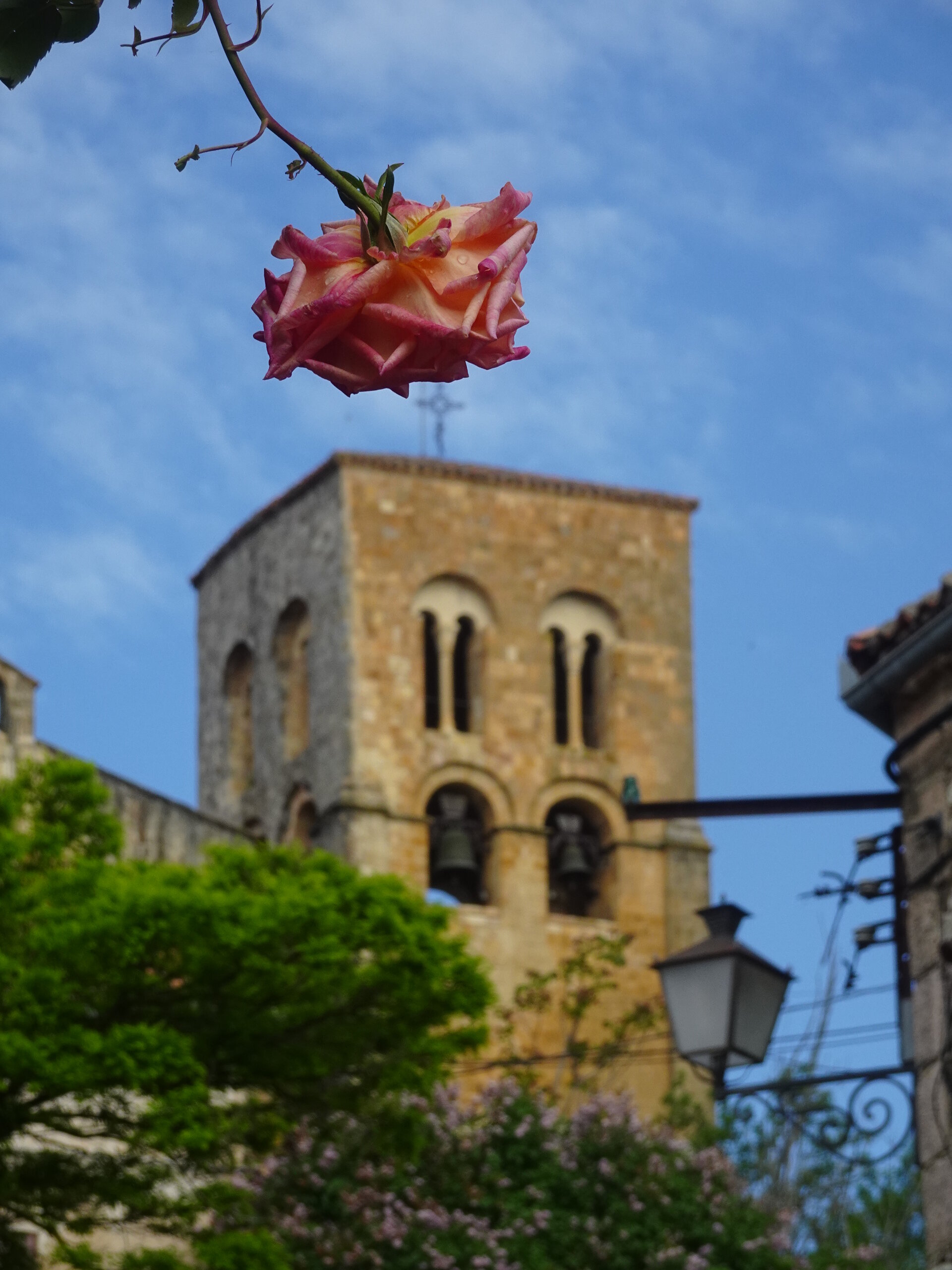 Pink rose hanging in front of a Romanesque stone church bell tower