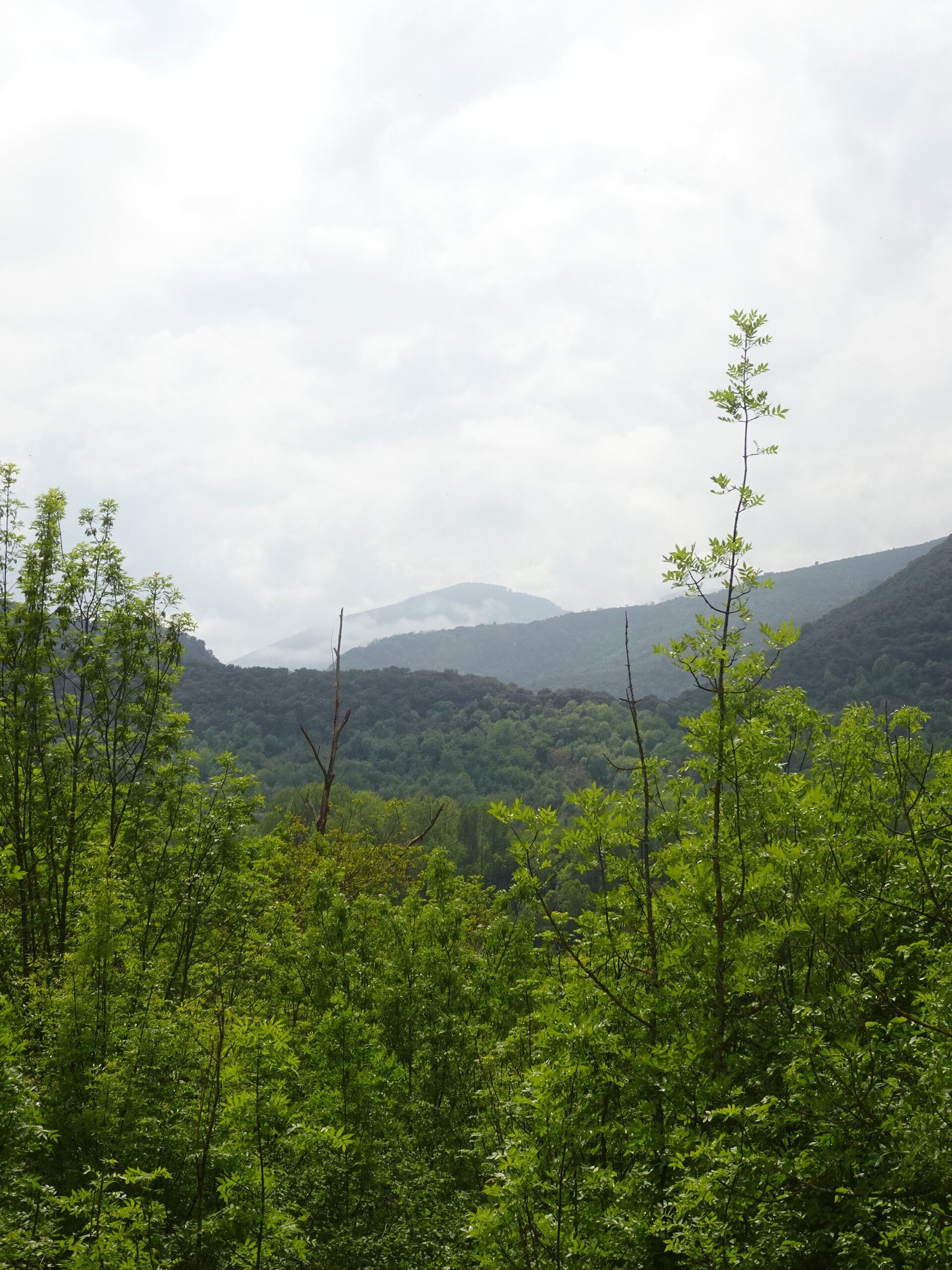 Green wooded valley with misty mountains rising under a grey sky