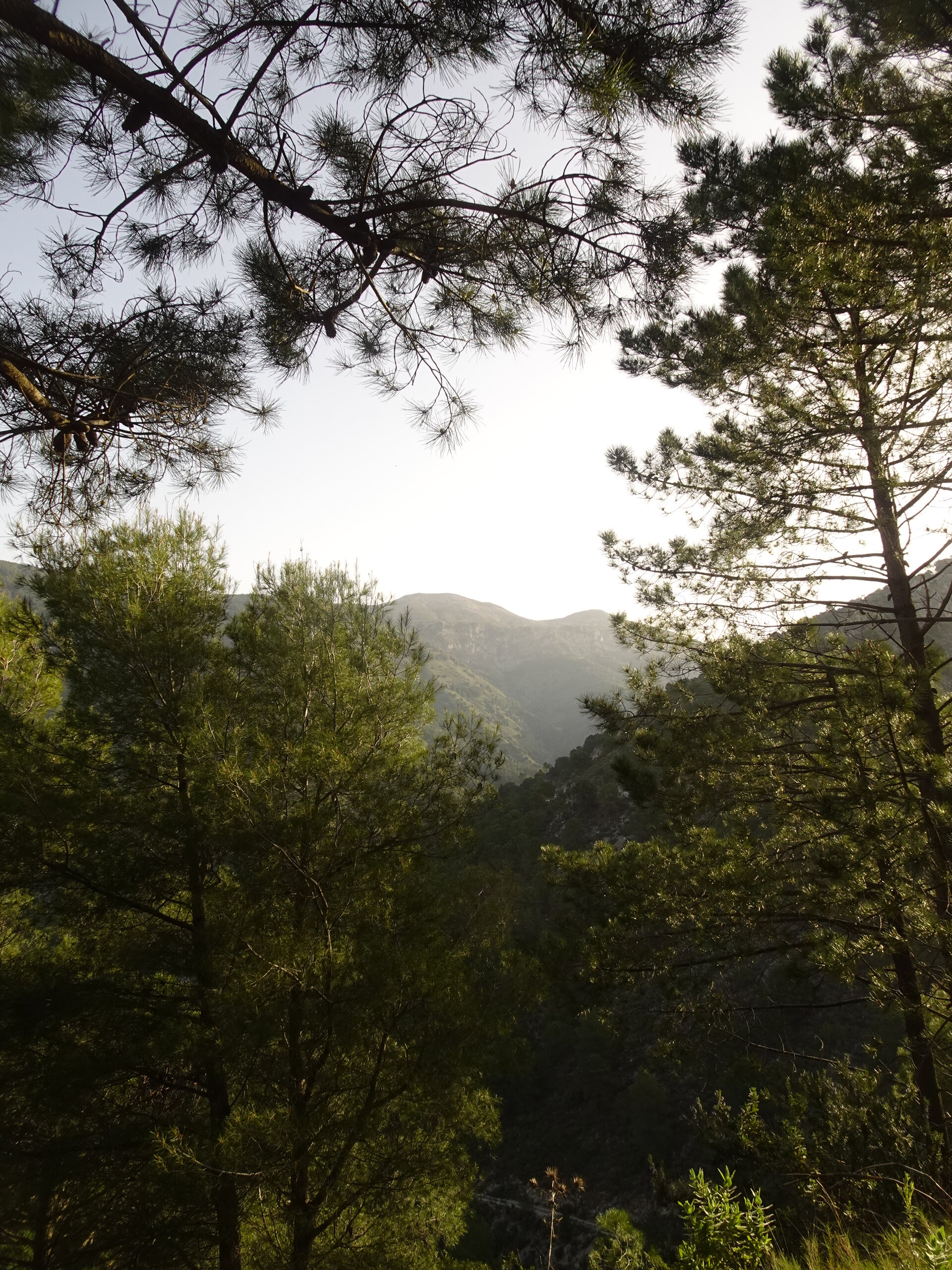 Pine trees framing a backlit view of a mountain valley
