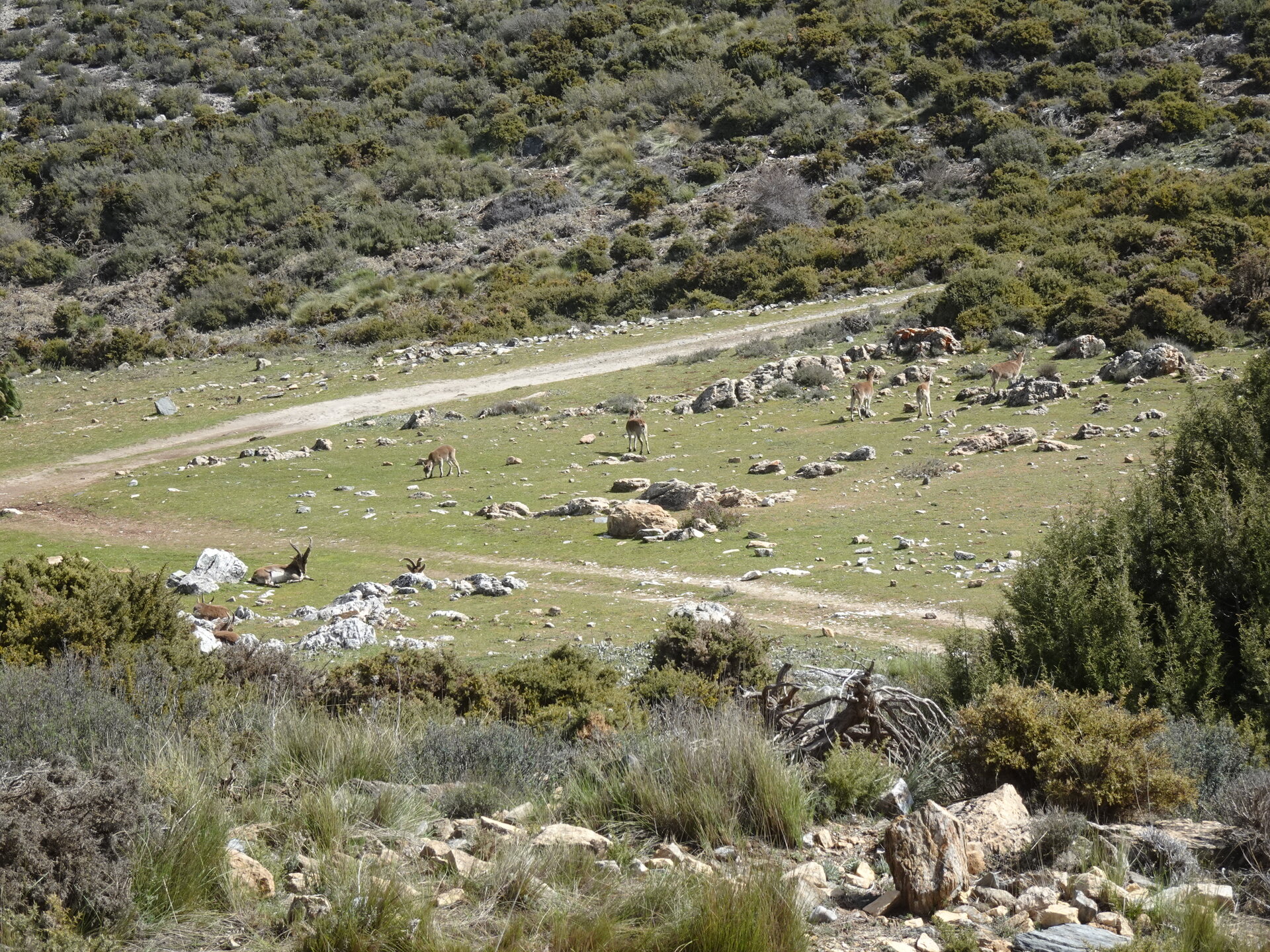 Mountain ibex grazing on a rocky meadow beside a gravel track