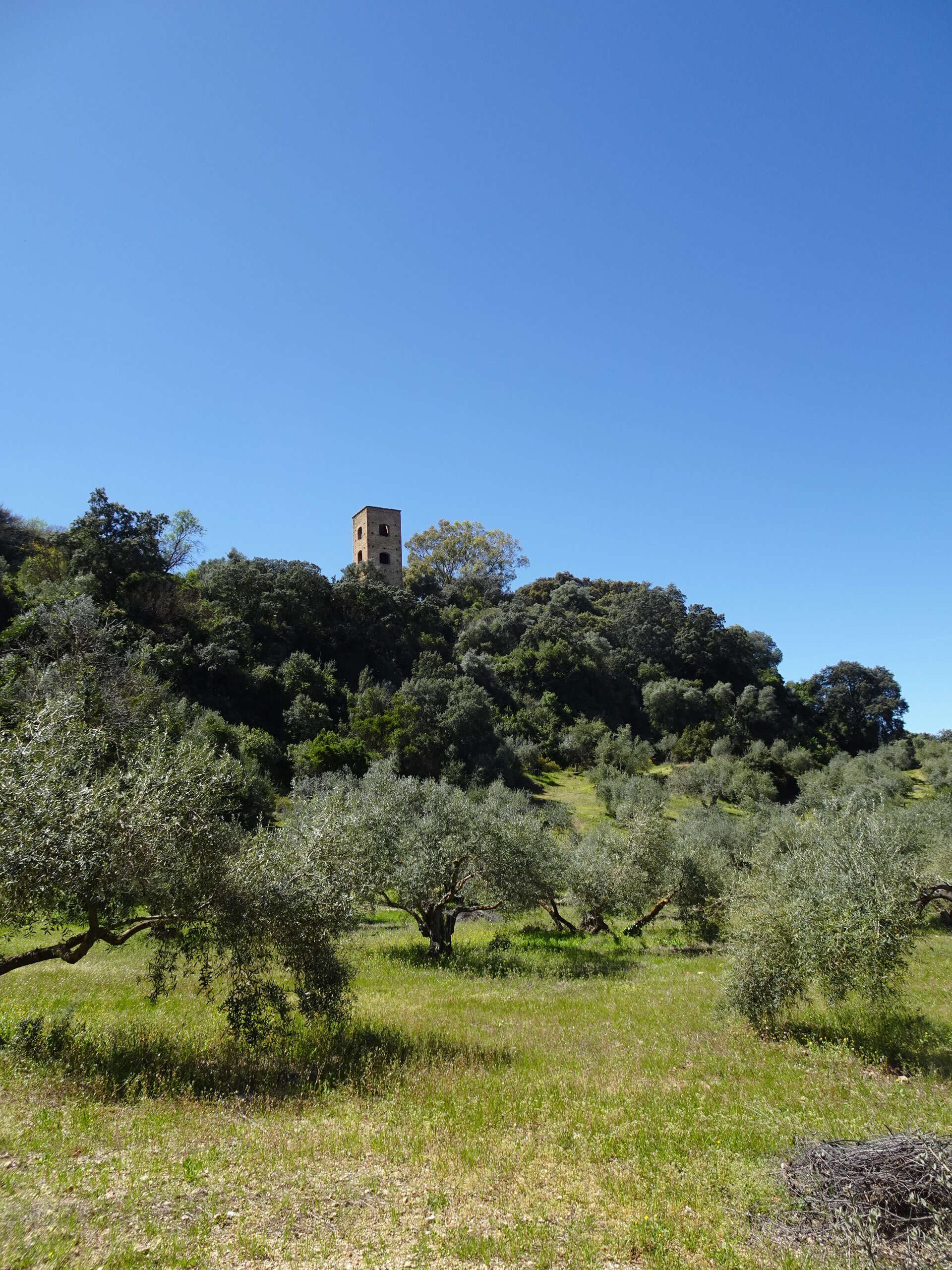 Stone tower among olive trees on a green hillside