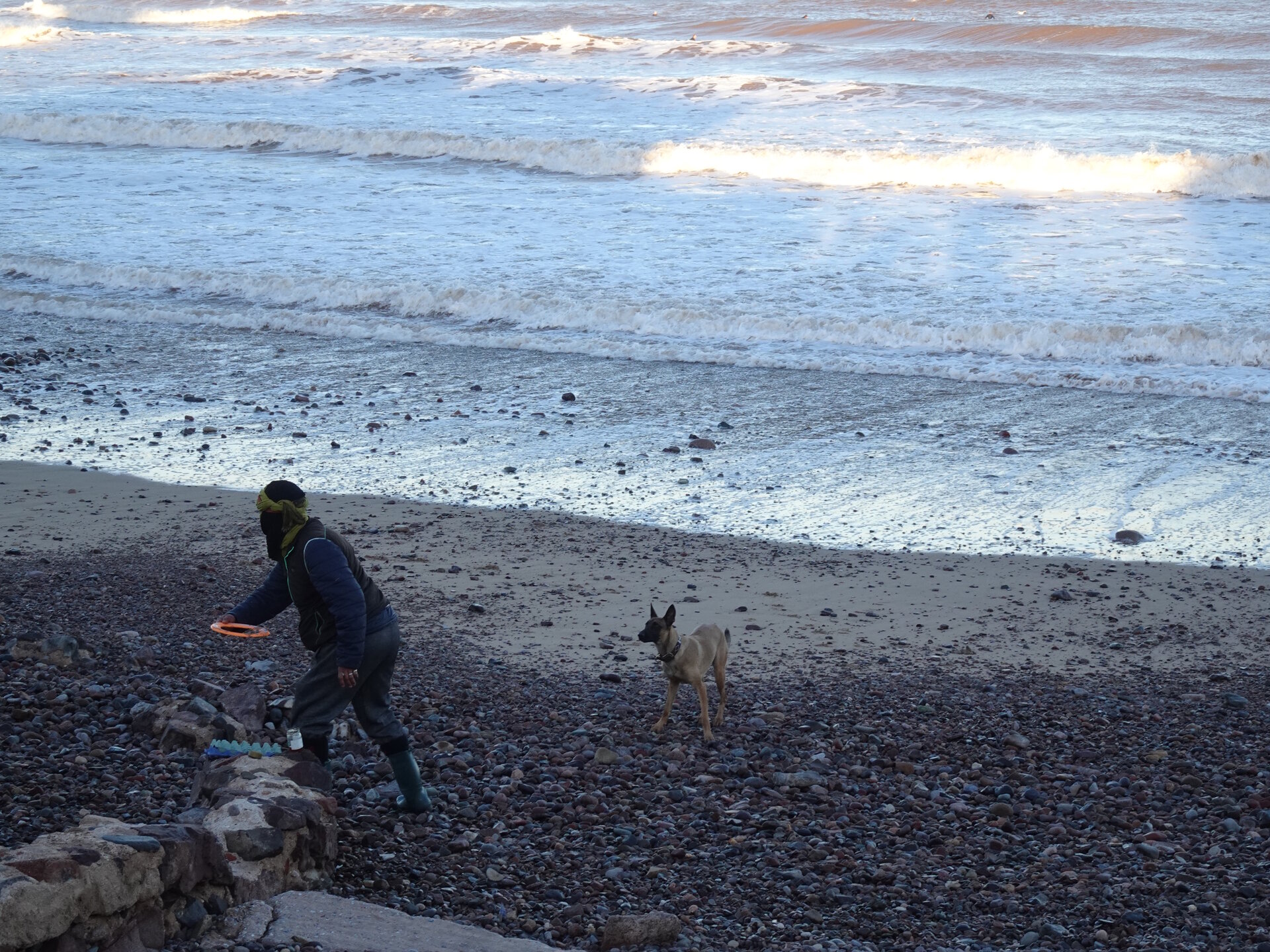 Man throwing frisbee for a dog