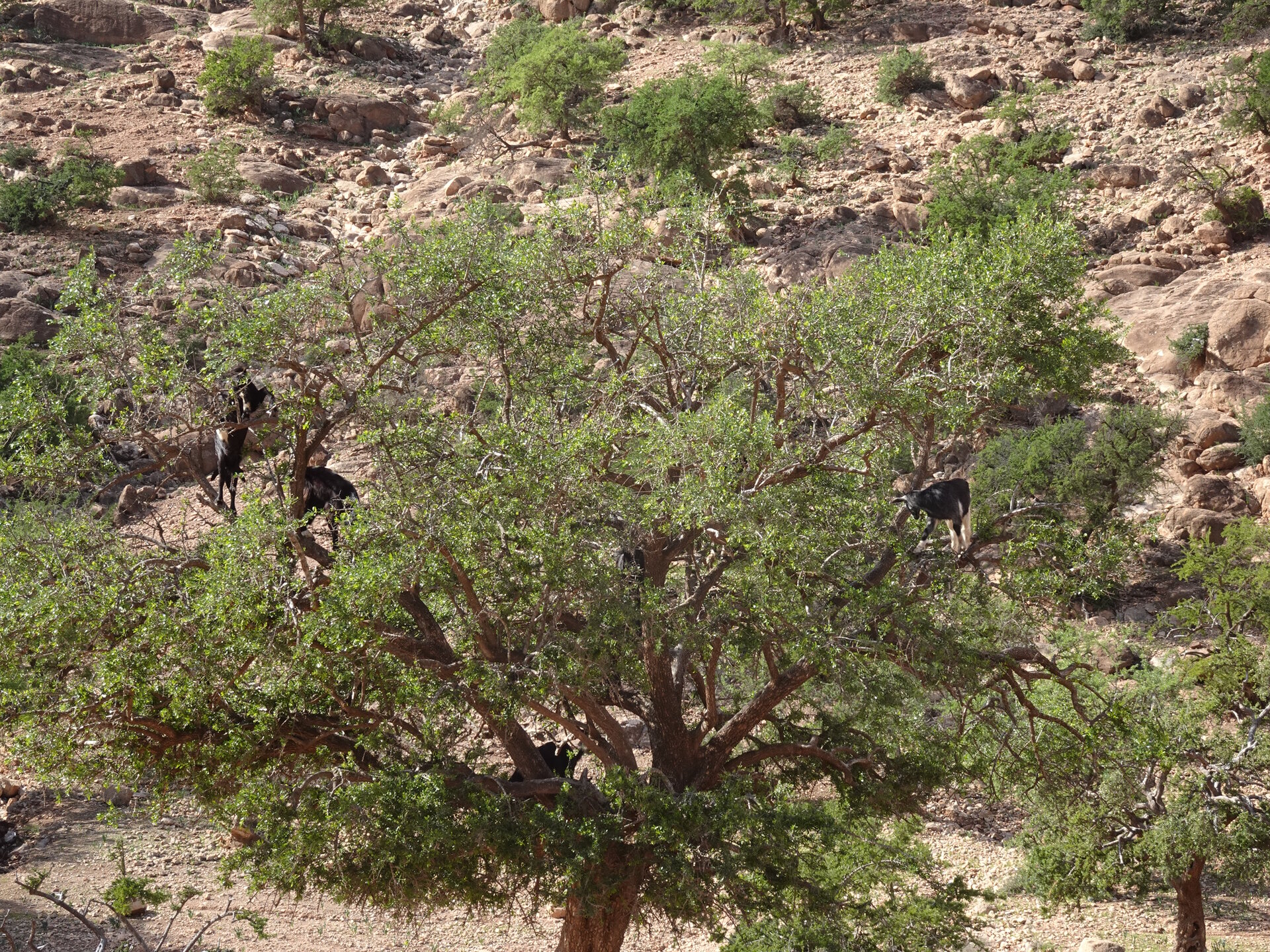Goats in a tree